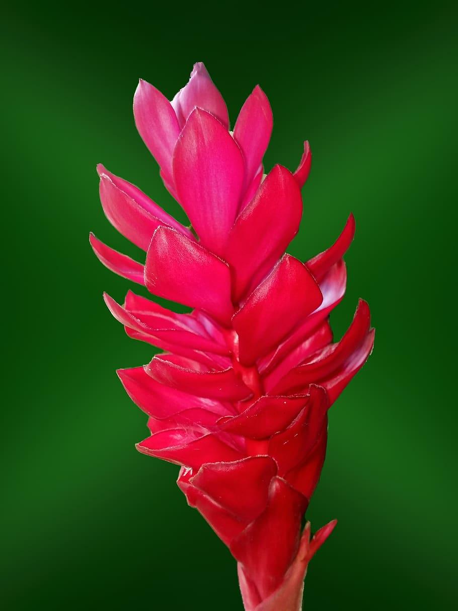 910x1213 red, flower, phone, wallpaper, background, dark, green, vivid, hue, tropical