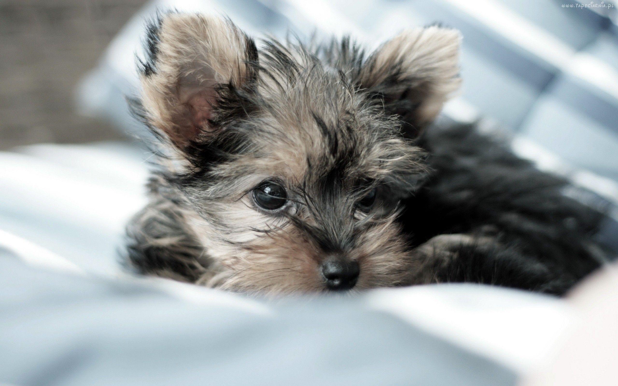2560x1600 2560x Yorkie Puppies