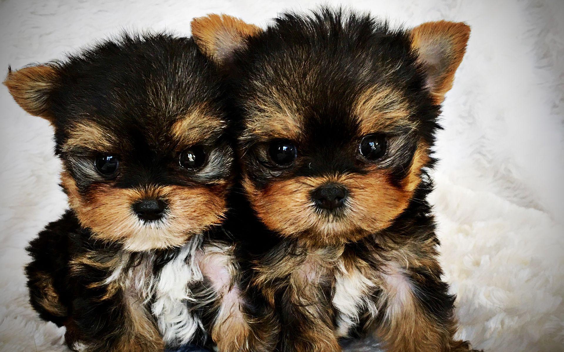 Cute Yorkie Wallpapers - Top Free Cute Yorkie Backgrounds - WallpaperAccess