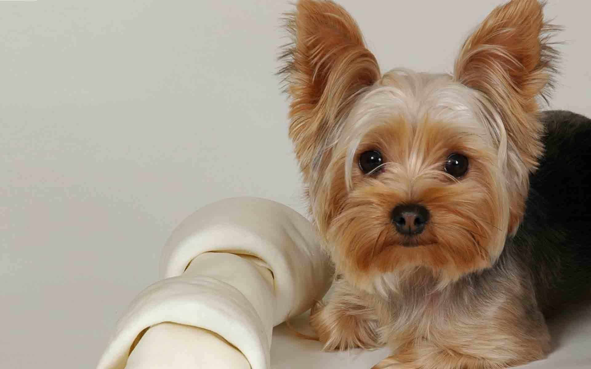 1920x1200 Scary Yorkie Wallpaper