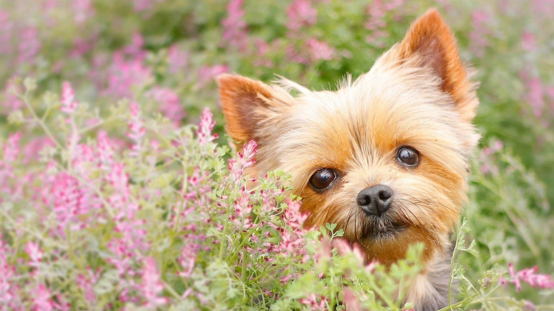 1920x1080 Yorkie Screen Savers