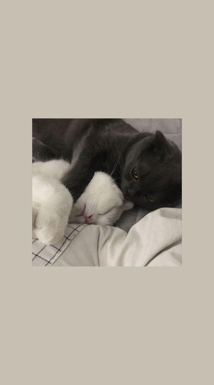 722x1298 iPhone wallpaper. Cat wallpaper, Soft wallpaper, Kitten wallpaper