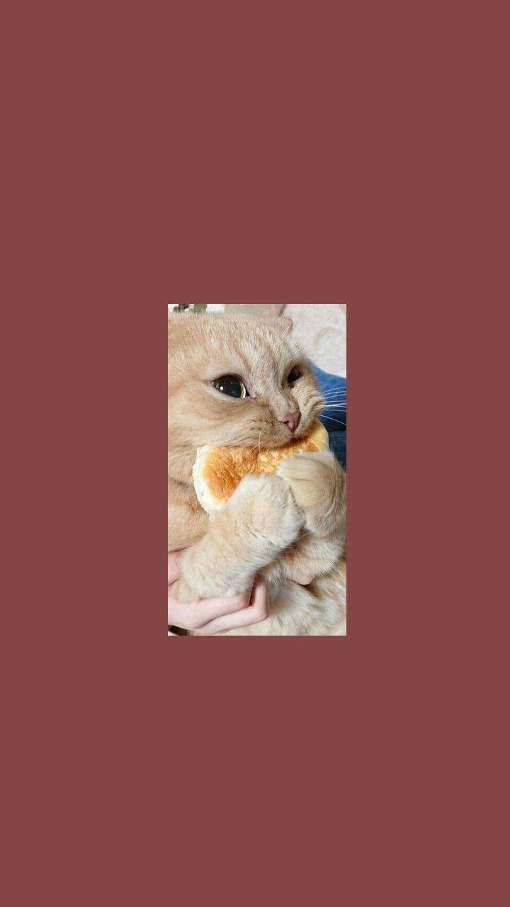 Cute Cat Aesthetic Wallpapers - Top Free Cute Cat Aesthetic Backgrounds - WallpaperAccess