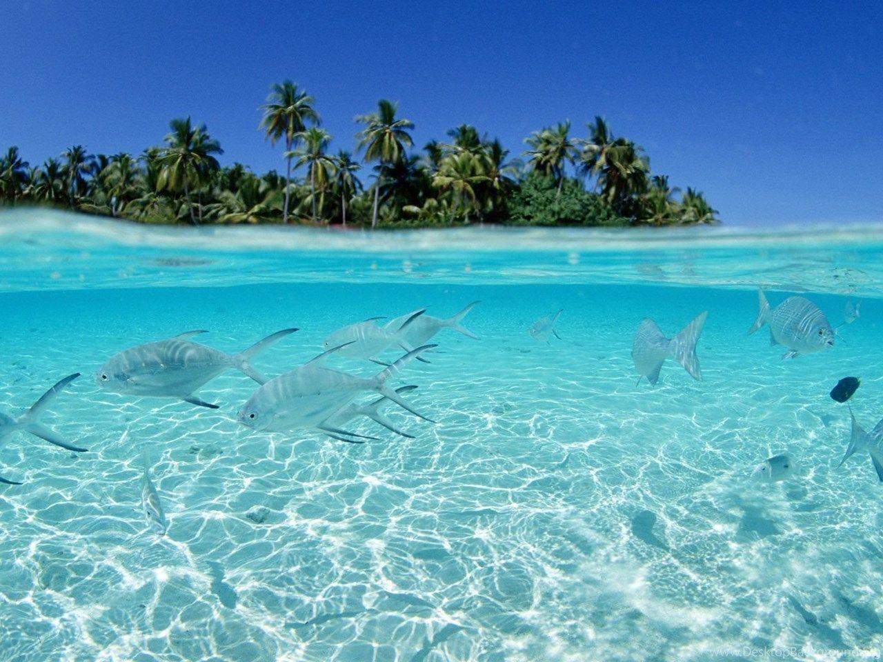 1280x960 Tropical Desktop Wallpaper Desktop Background Desktop Background