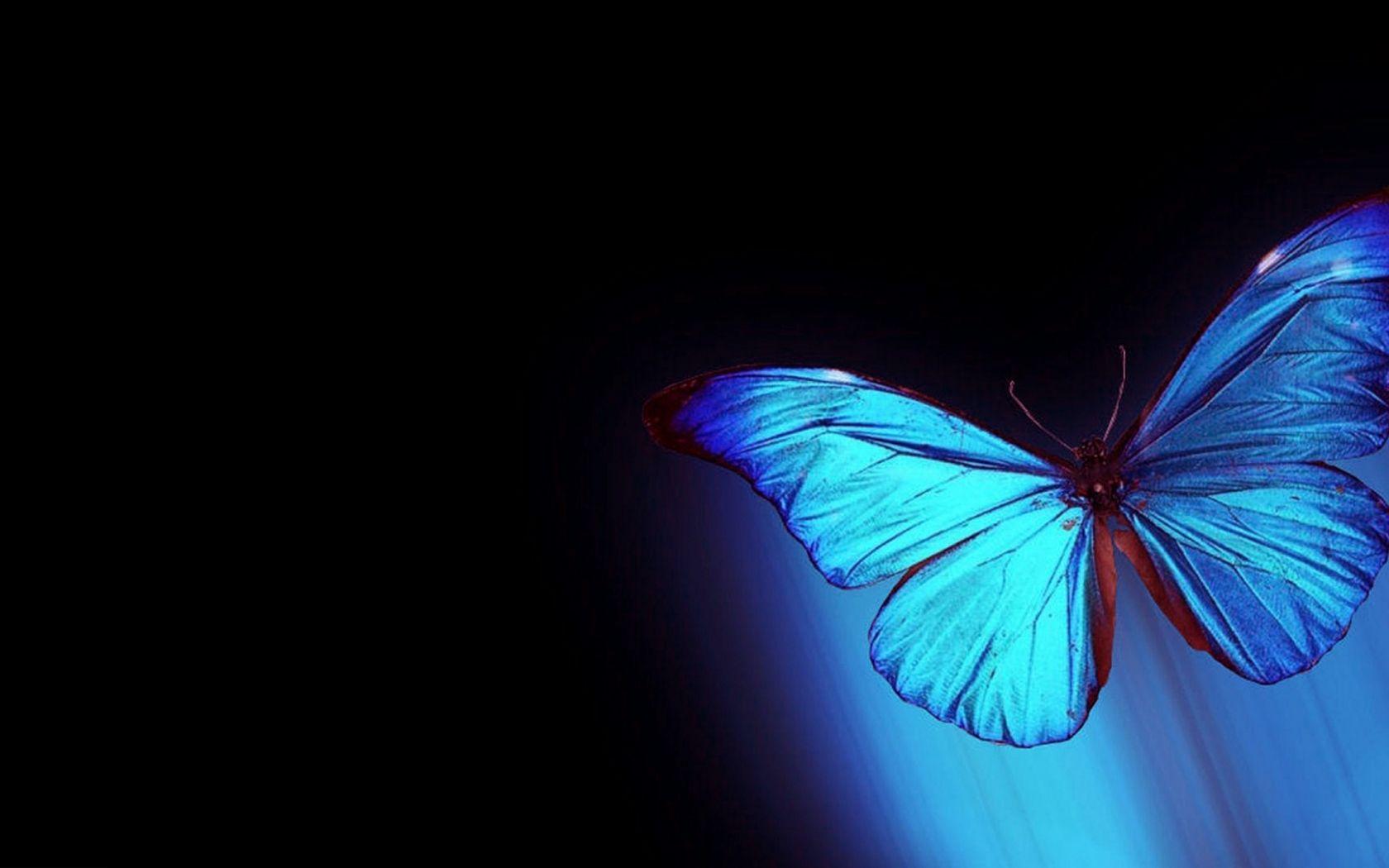 1680x1050 Free download Abstract Butterfly Wallpaper For Laptop Unique HD Wallpaper [1920x1080] for your Desktop, Mobile & Tablet. Explore Free Butterfly Image Wallpaper. Free Butterfly Wallpaper, 3D Butterfly