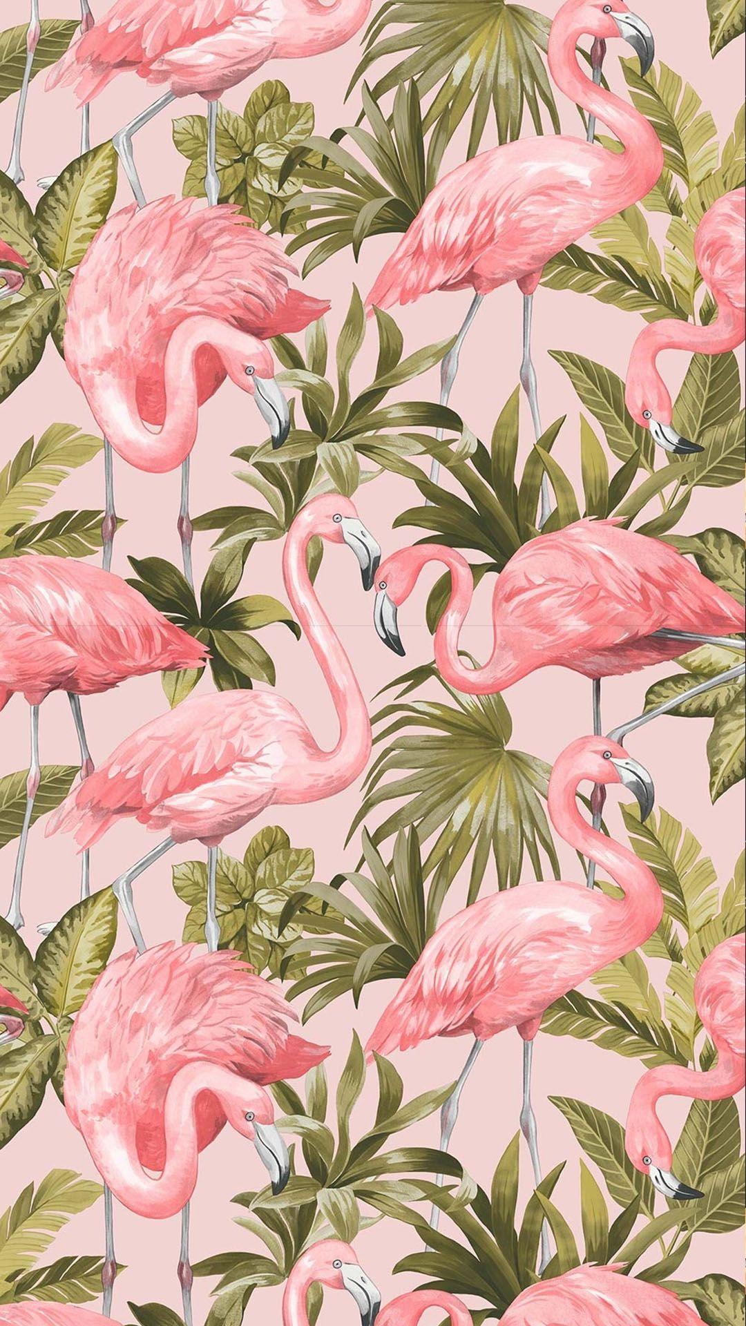 1080x1920 Flamingo Wallpaper Blush, Pink. Flamingo wallpaper, Butterfly wallpaper, Pink flamingo wallpaper