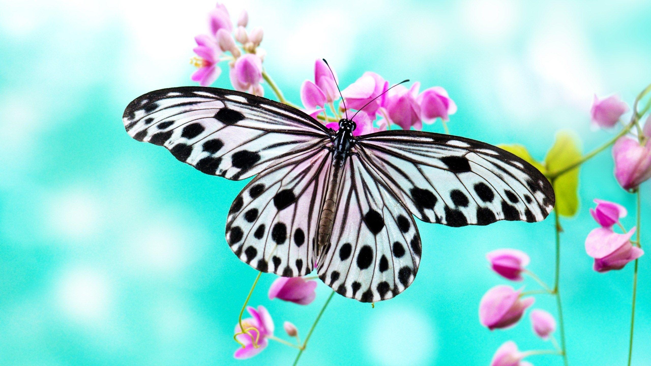 2560x1440 white and black butterfly wallpaper for laptop. Mocah.org HD Desktop Wallpaper