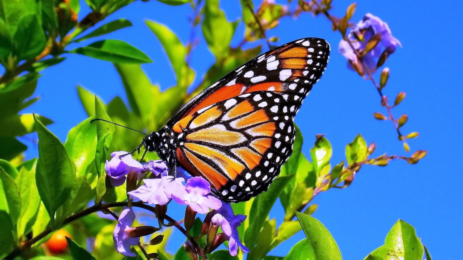 1920x1080 3D Tulips and butterflies. WF > 1920x1080