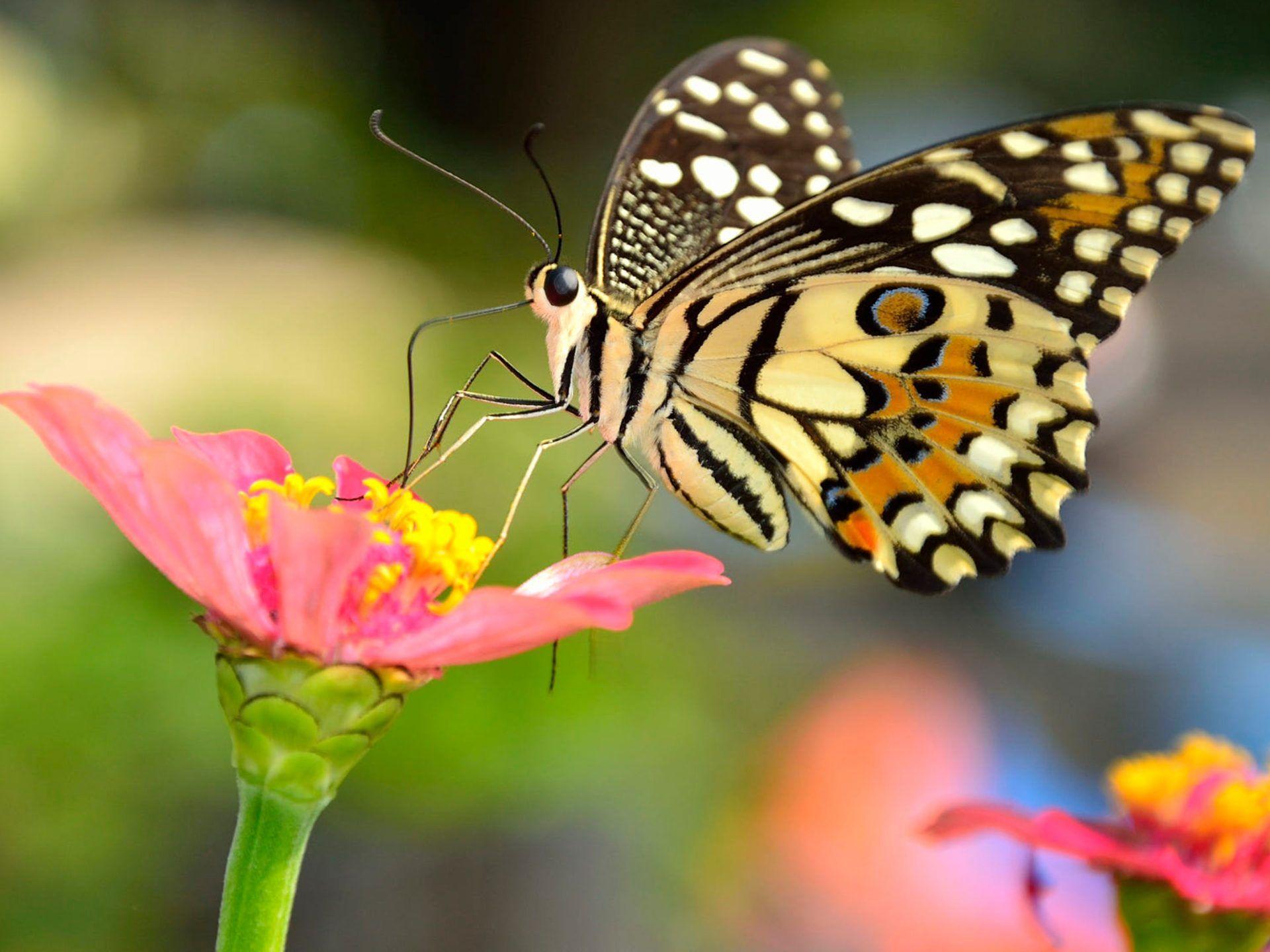 1920x1440 Insect Monarch Colorful Butterfly In The Family Nymphalida Most Known In North America 4k Ultra HD Wallpaper For Desktop Laptop Tablet Mobile Phones And Tv :