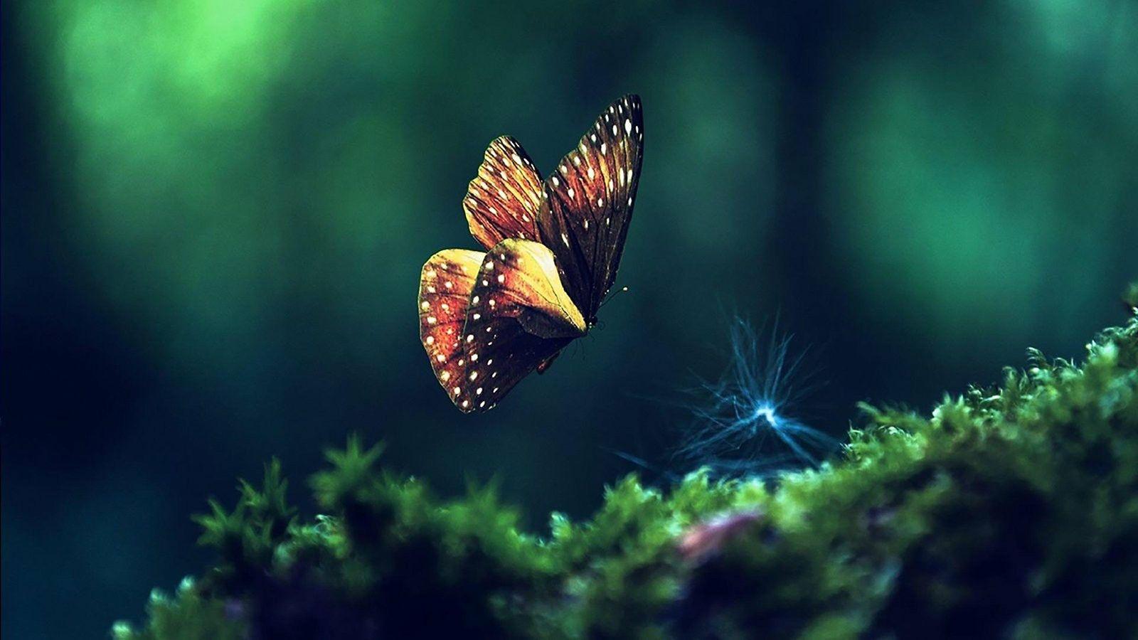 1600x900 Butterfly Wallpaper Live Ch061a