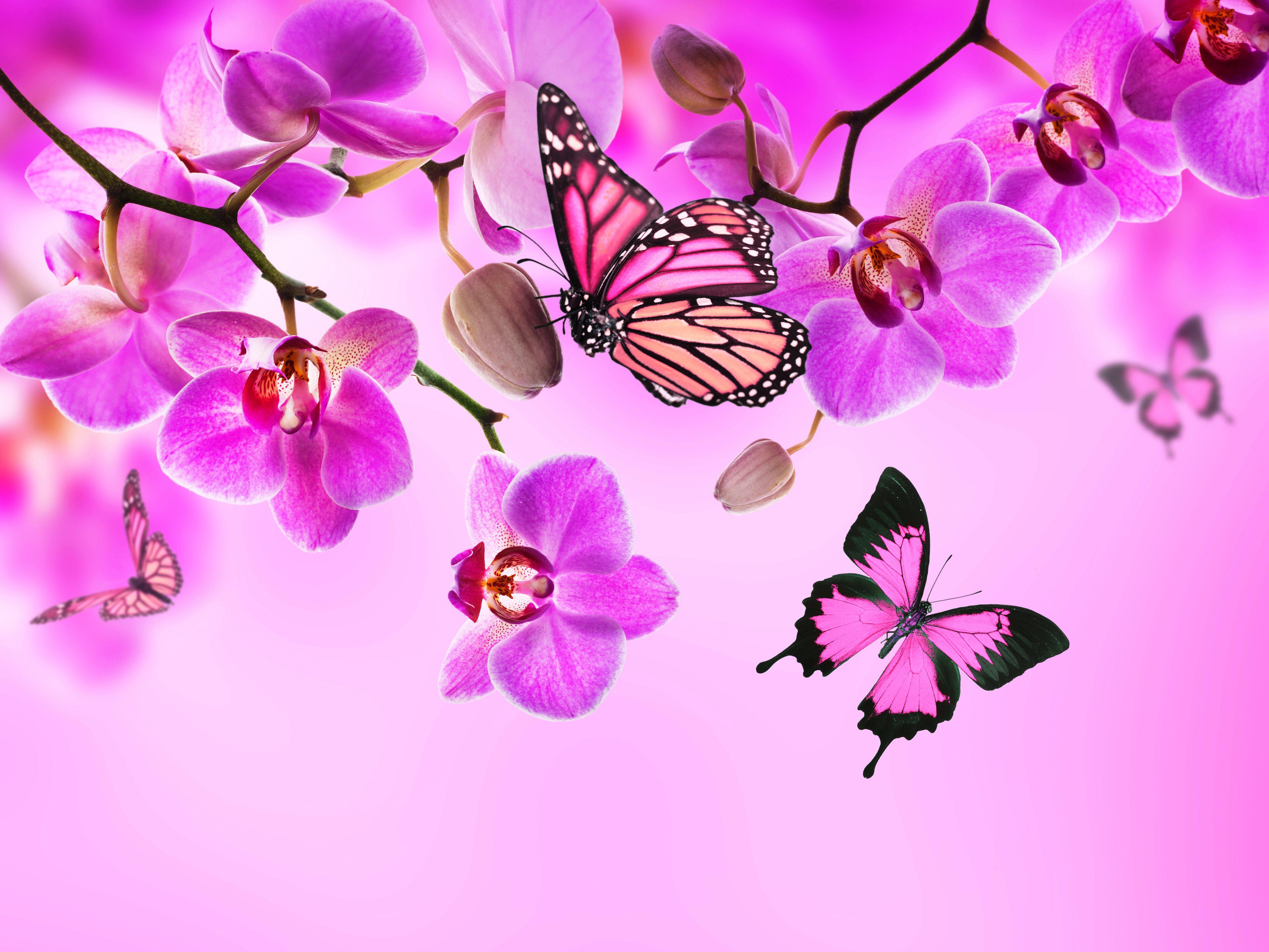 5000x3750 Id- Butterfly and orchids. jpeg v.8.9 wallpaper