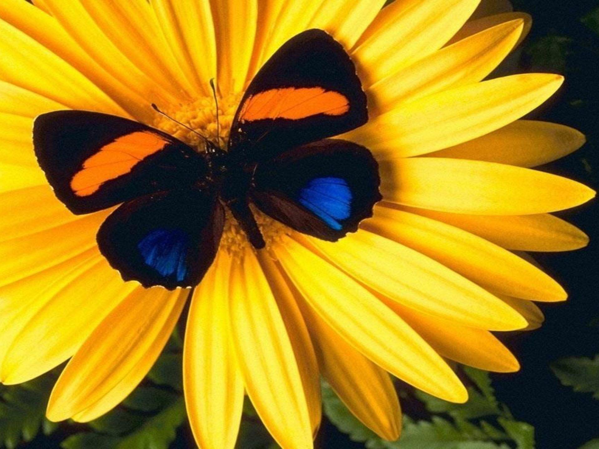 1920x1440 Lovely Yellow Flower With Colorful Butterfly HD Wallpaper For Mobile Phones And Laptops 2560x1600 :
