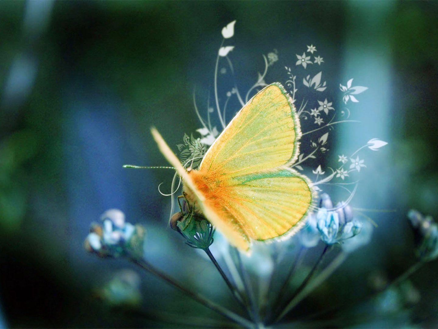1440x1080 Cool Laptop Wallpaper: Butterfly HD Laptop Wallpaper