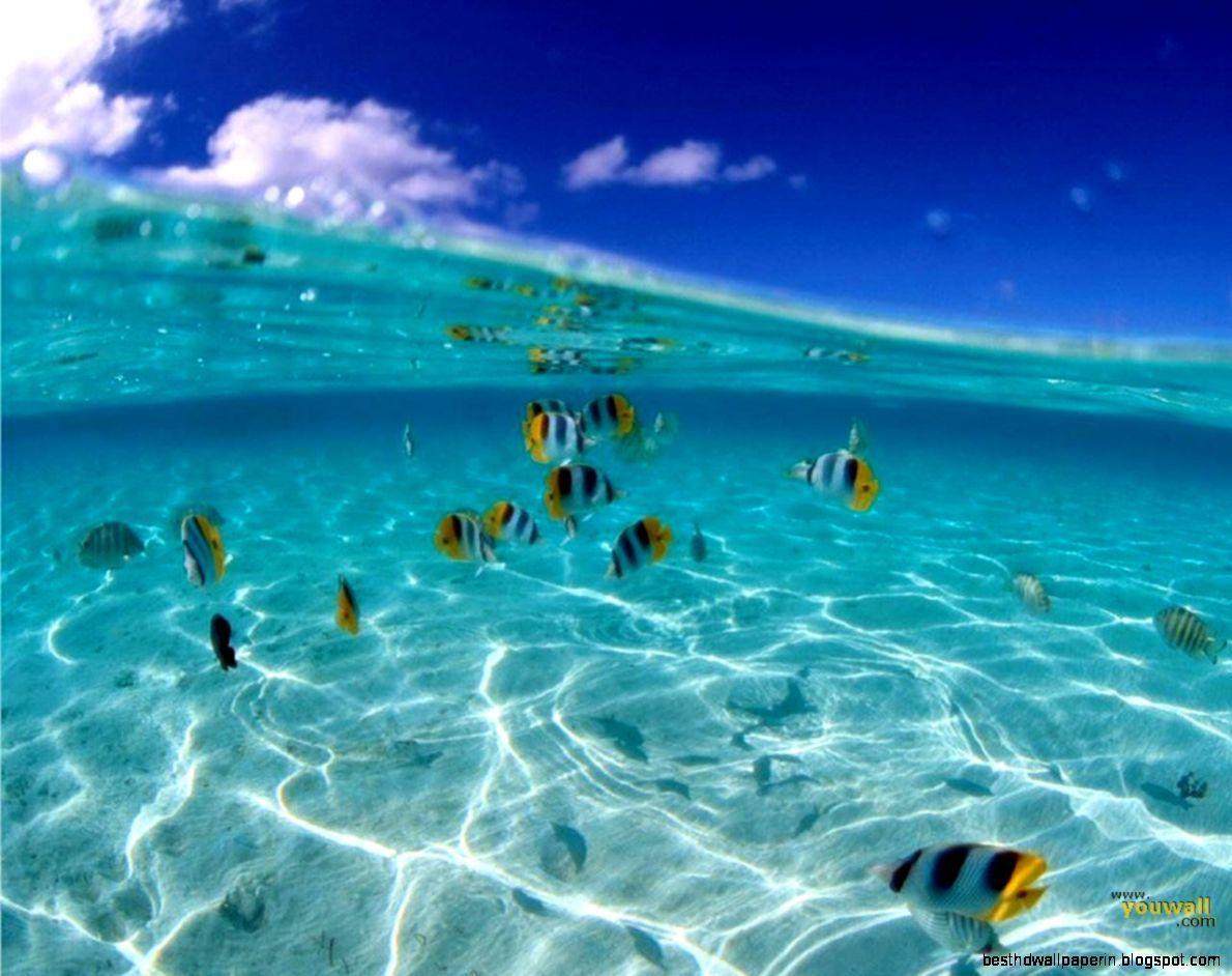 1190x942 Tropical Computer Wallpaper