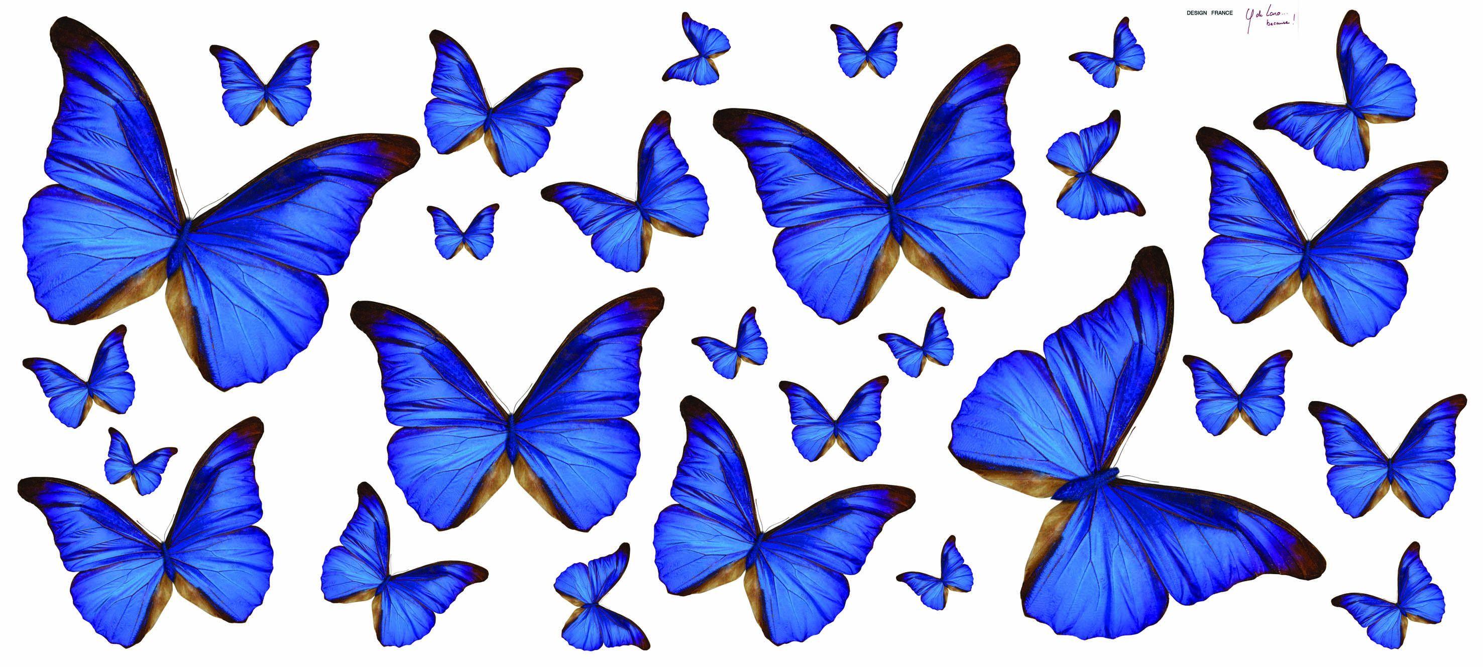 2953x1329 butterfly HD wallpaper for laptop