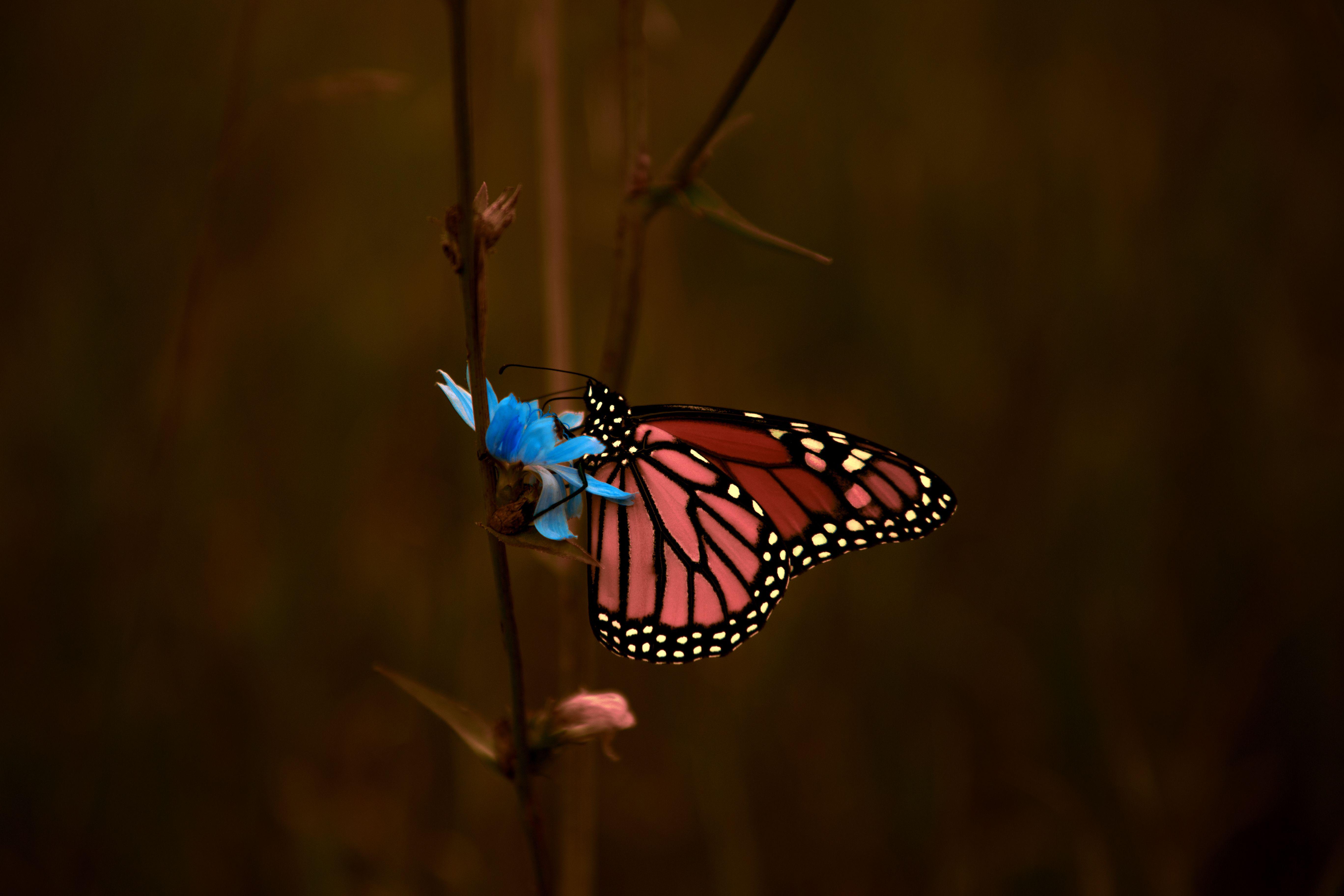 5472x3648 Butterfly Macro 5k Laptop Full HD 1080P HD 4k Wallpaper, Image, Background, Photo and Picture