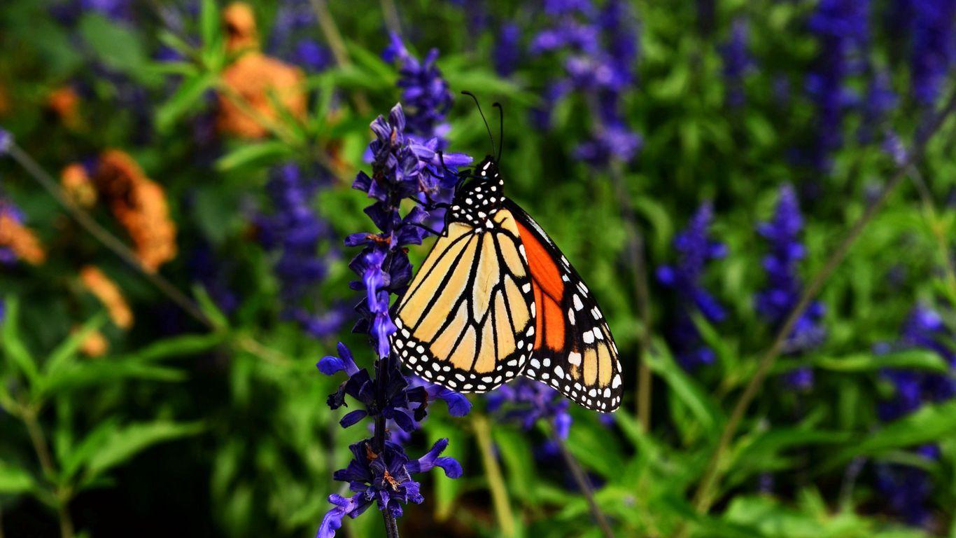 1366x768 Download wallpaper 1366x768 monarch butterfly, butterfly, pattern, wings, flower tablet, laptop HD background