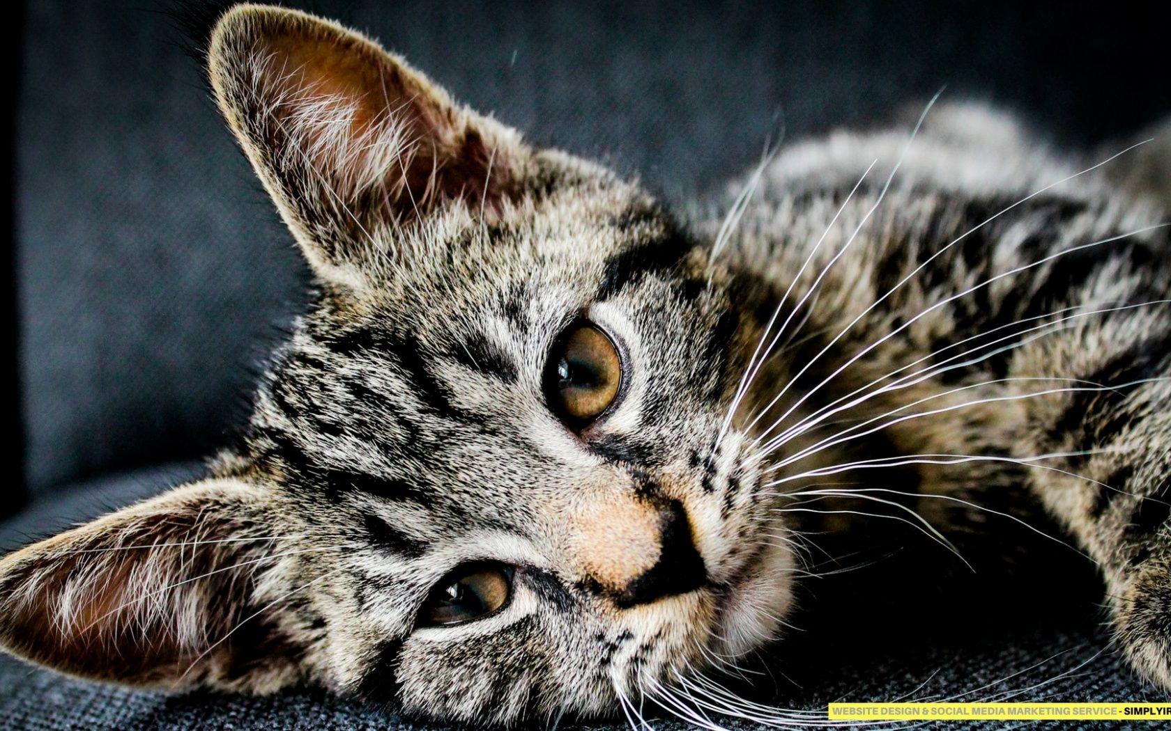 1680x1050 Cat wallpaper Twitter Header Photo