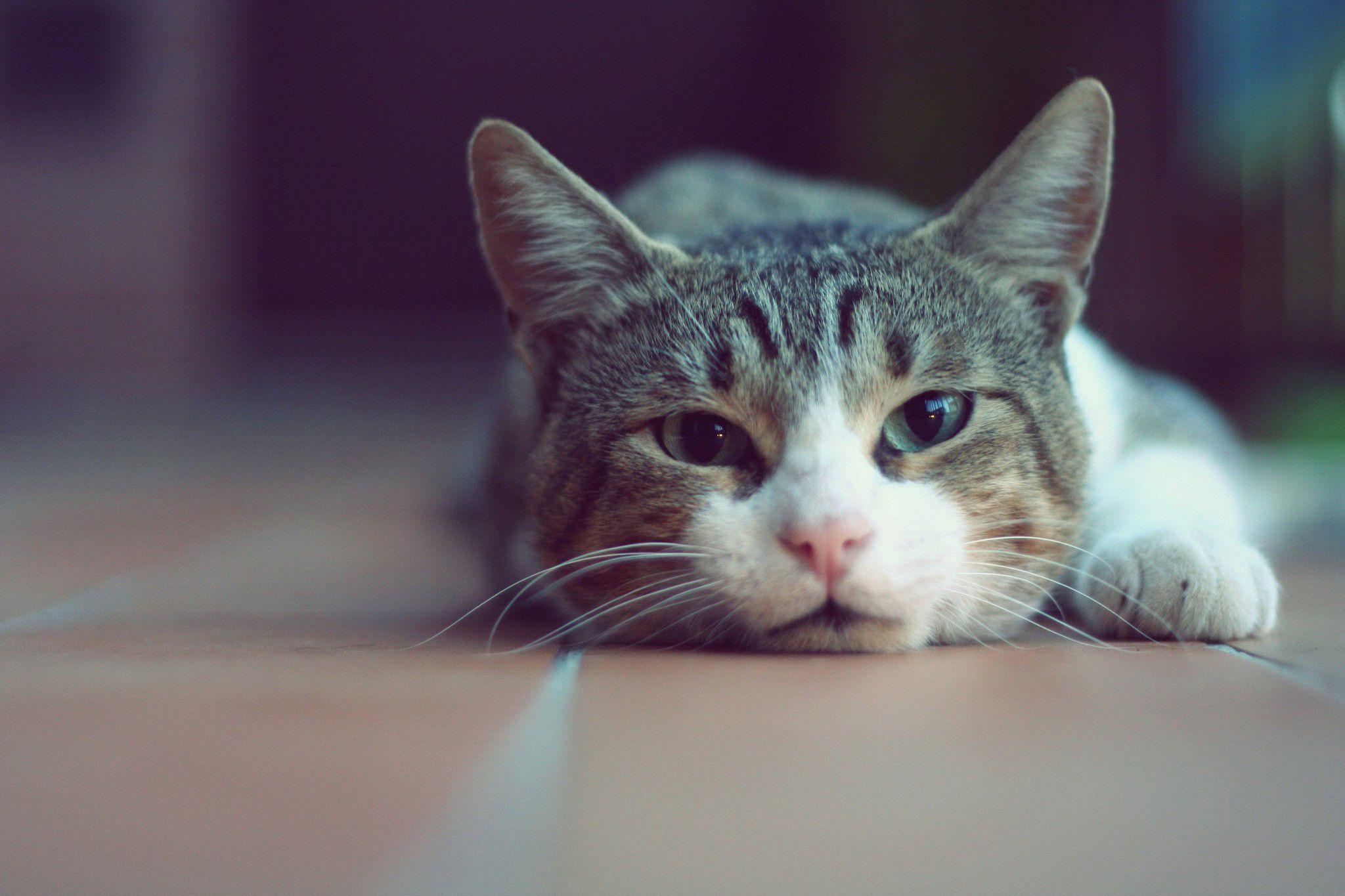2048x1365 Cat Wallpaper Desktop HD .