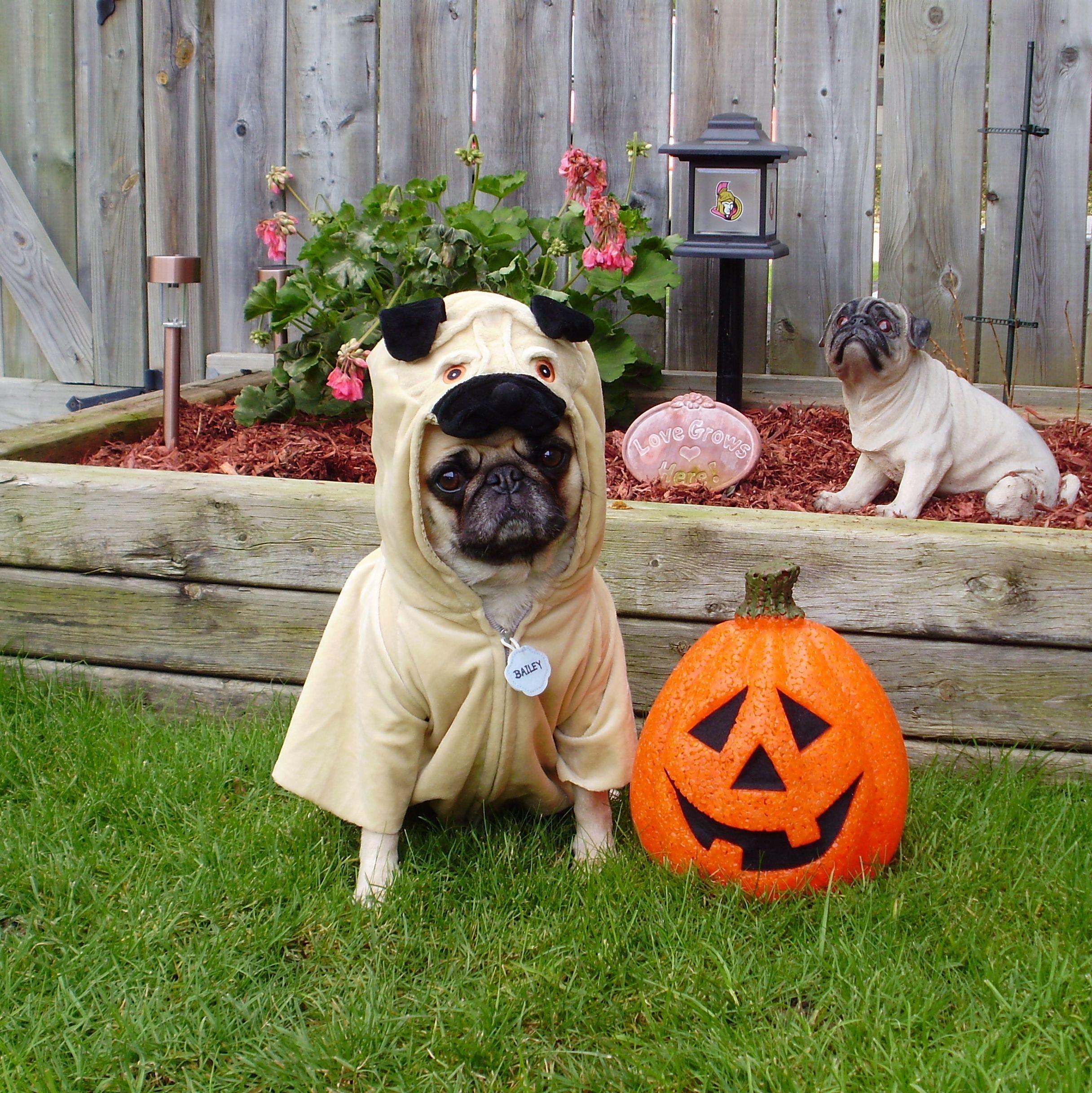 pug halloween