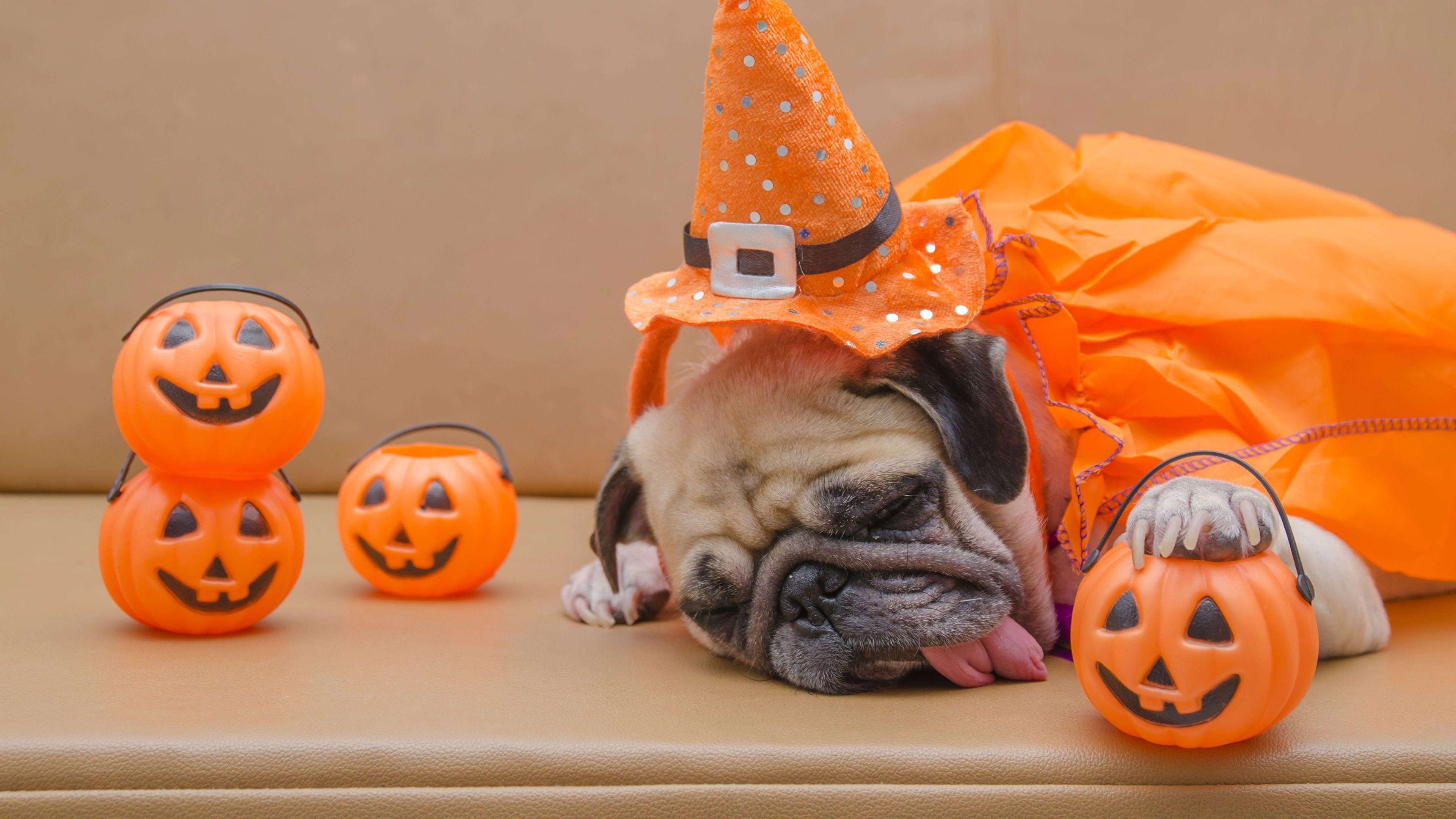 3840x2160 Photo Pug dog Hat Sleep Tongue Pumpkin Halloween animal 3840x2160