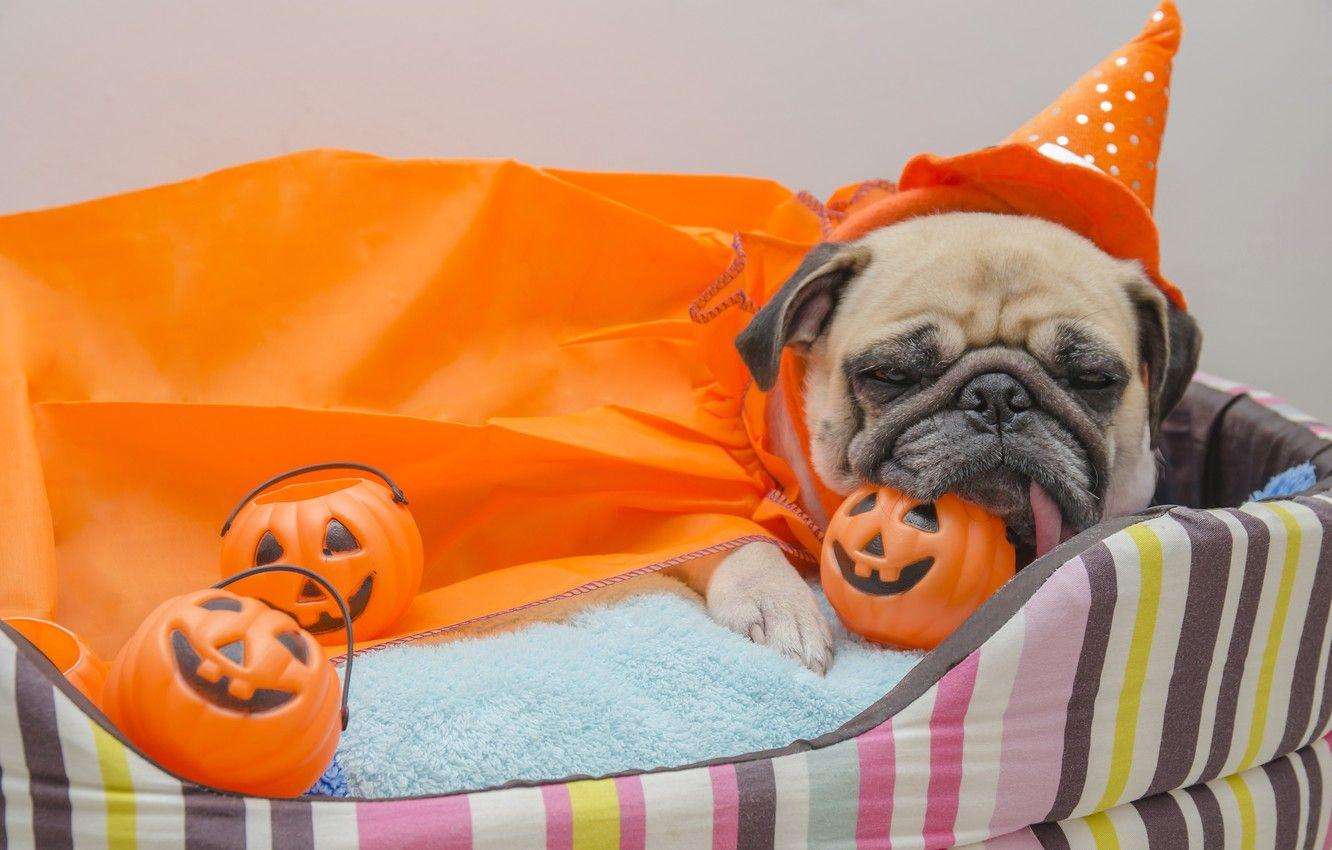1332x850 Wallpaper toys, dog, pug, Halloween, pumpkin, Halloween, Pumpkin, Dogs image for desktop, section собаки