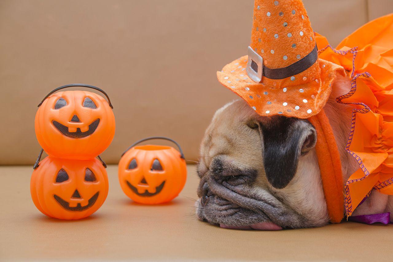 Pug Halloween Wallpapers - Top Free Pug Halloween Backgrounds ...