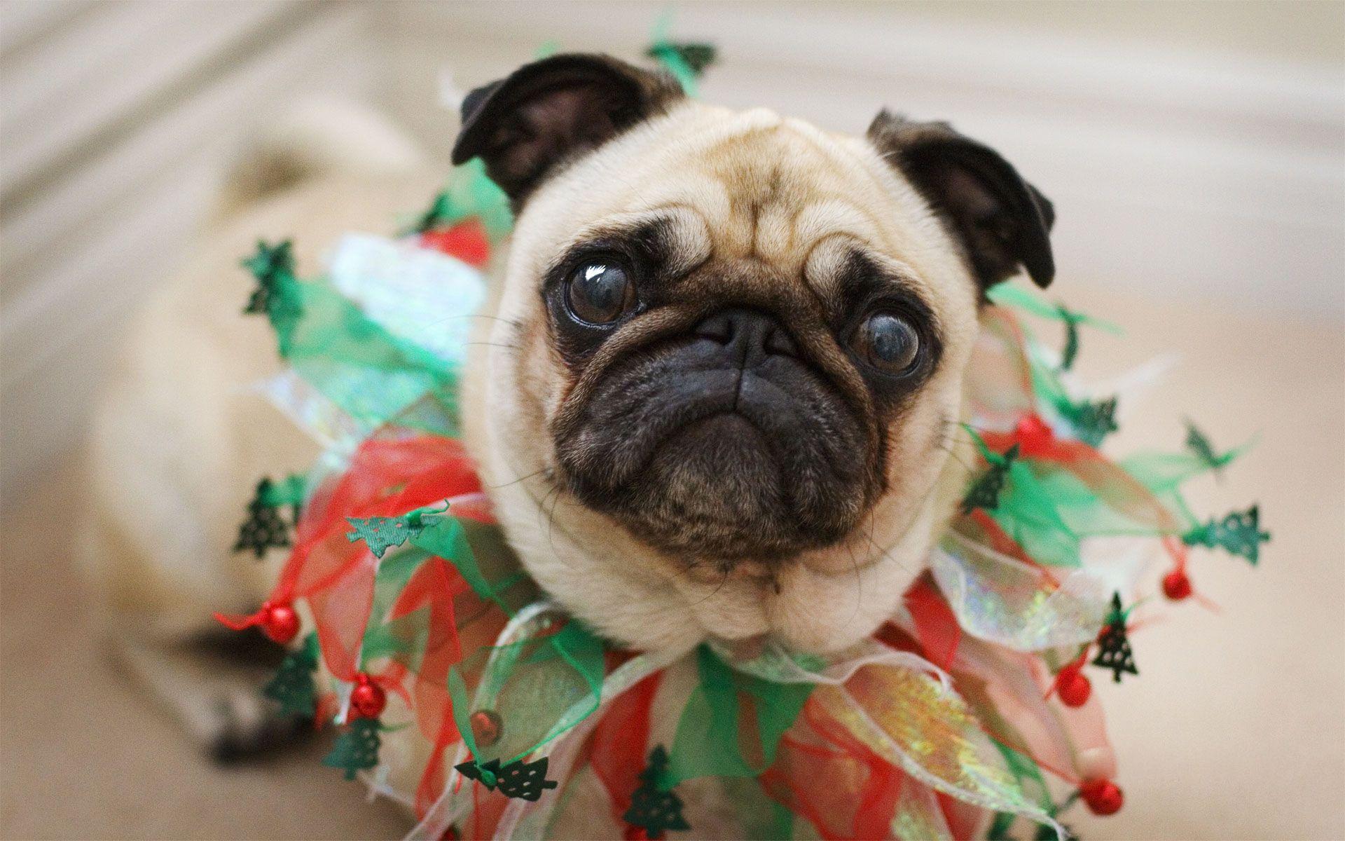 1920x1200 Free Pug Background
