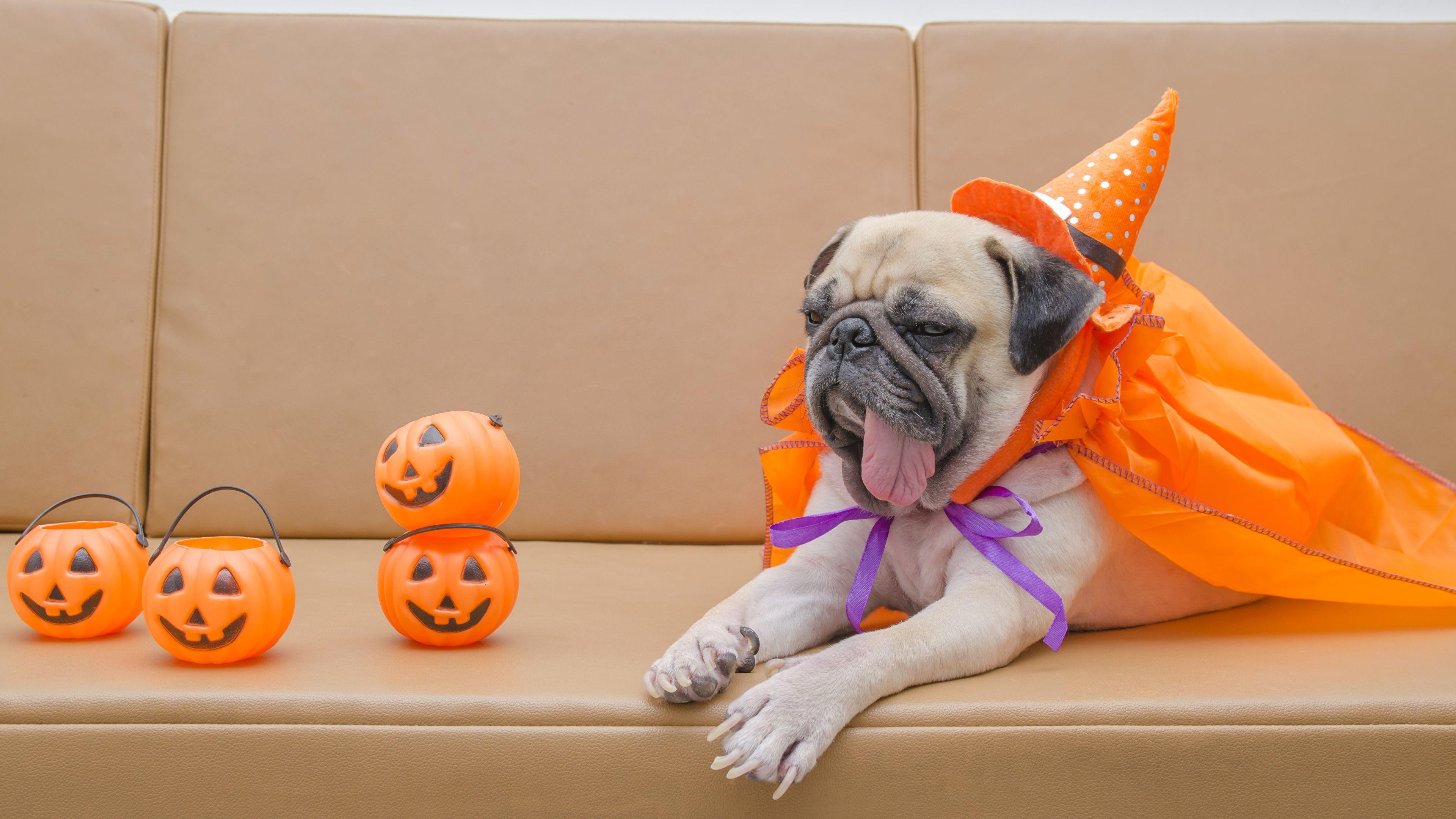 Pug Halloween Wallpapers - Top Free Pug Halloween Backgrounds ...