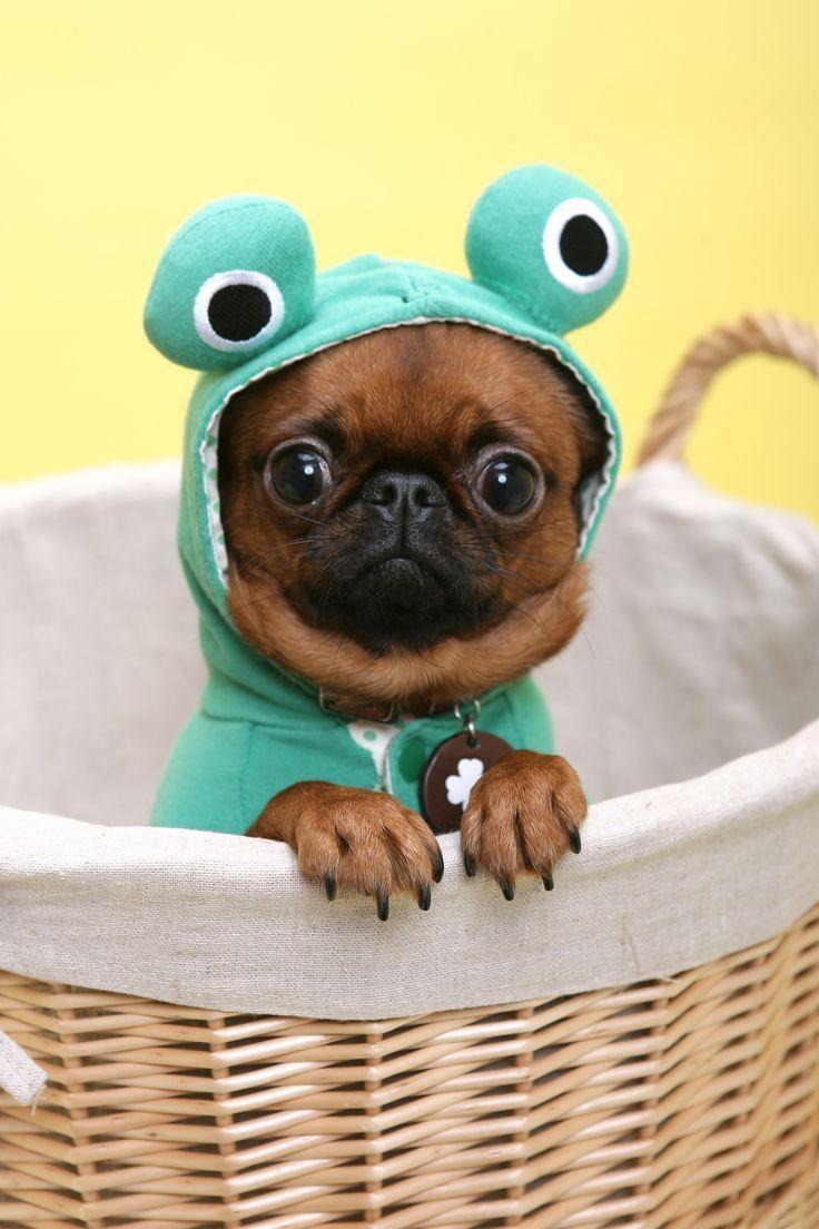 736x1104 pug rescue