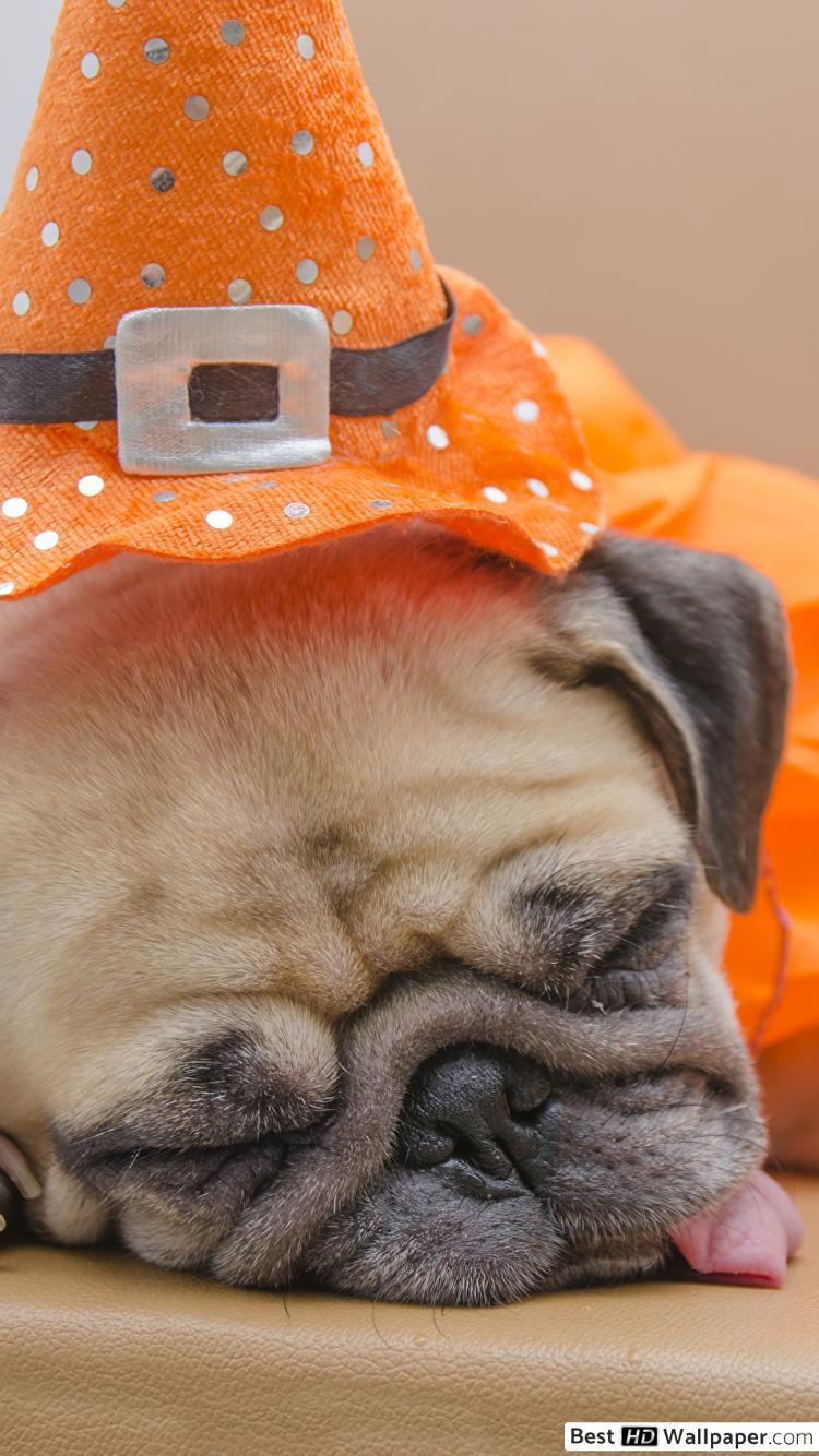 750x1334 Sleeping pug on halloween HD wallpaper download