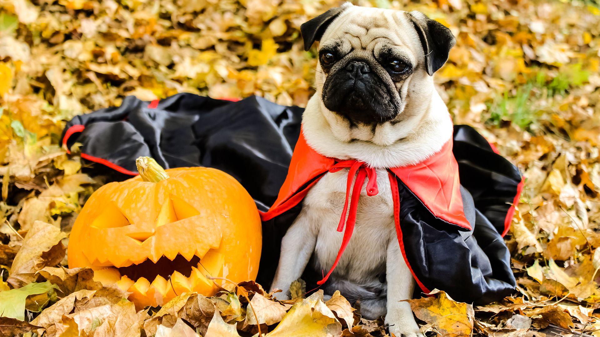 Pug Halloween Wallpapers - Top Free Pug Halloween Backgrounds