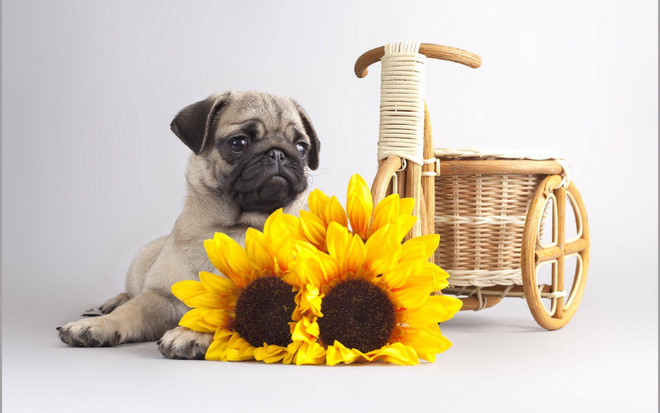 2560x1600 Free Desktop Pug Wallpaper