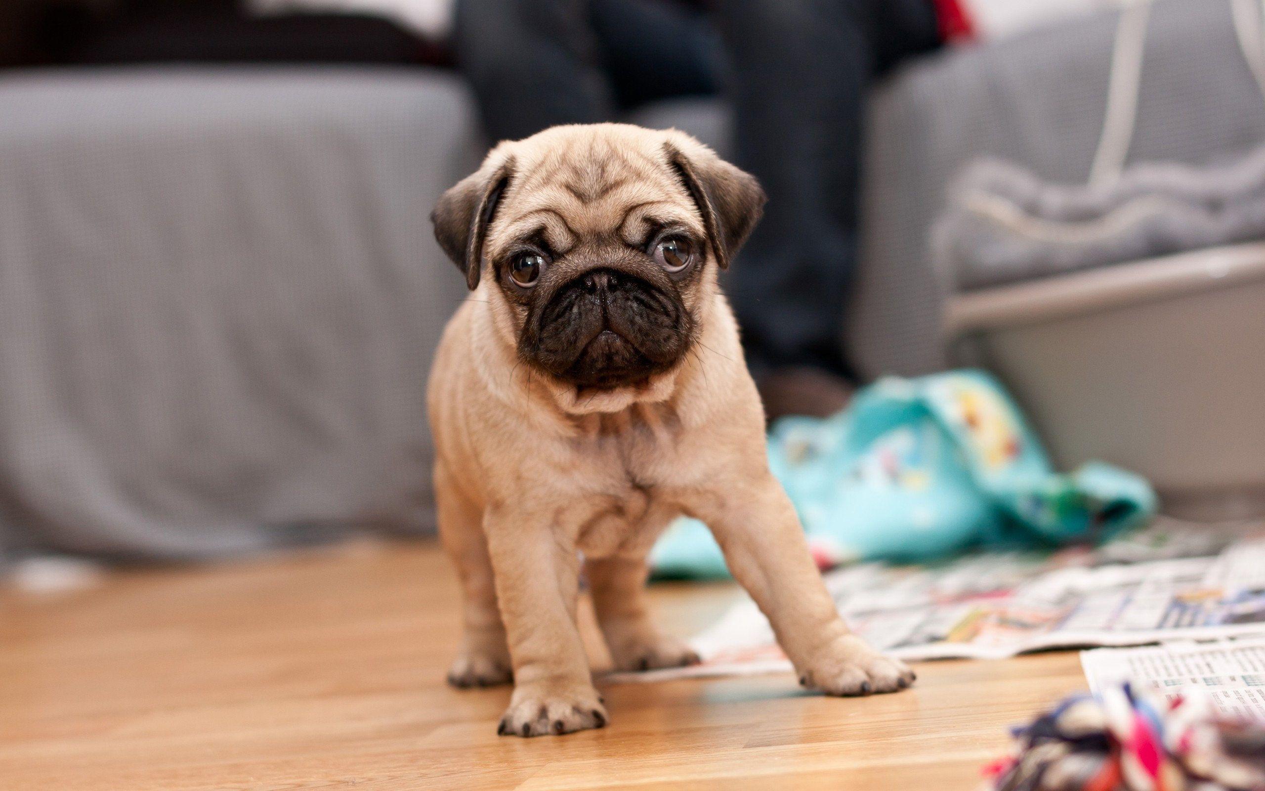 2560x1600 Pug puppy wallpaperx1600