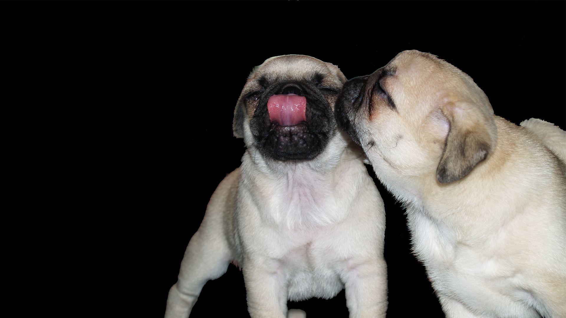 1920x1080 Cute Pug Background