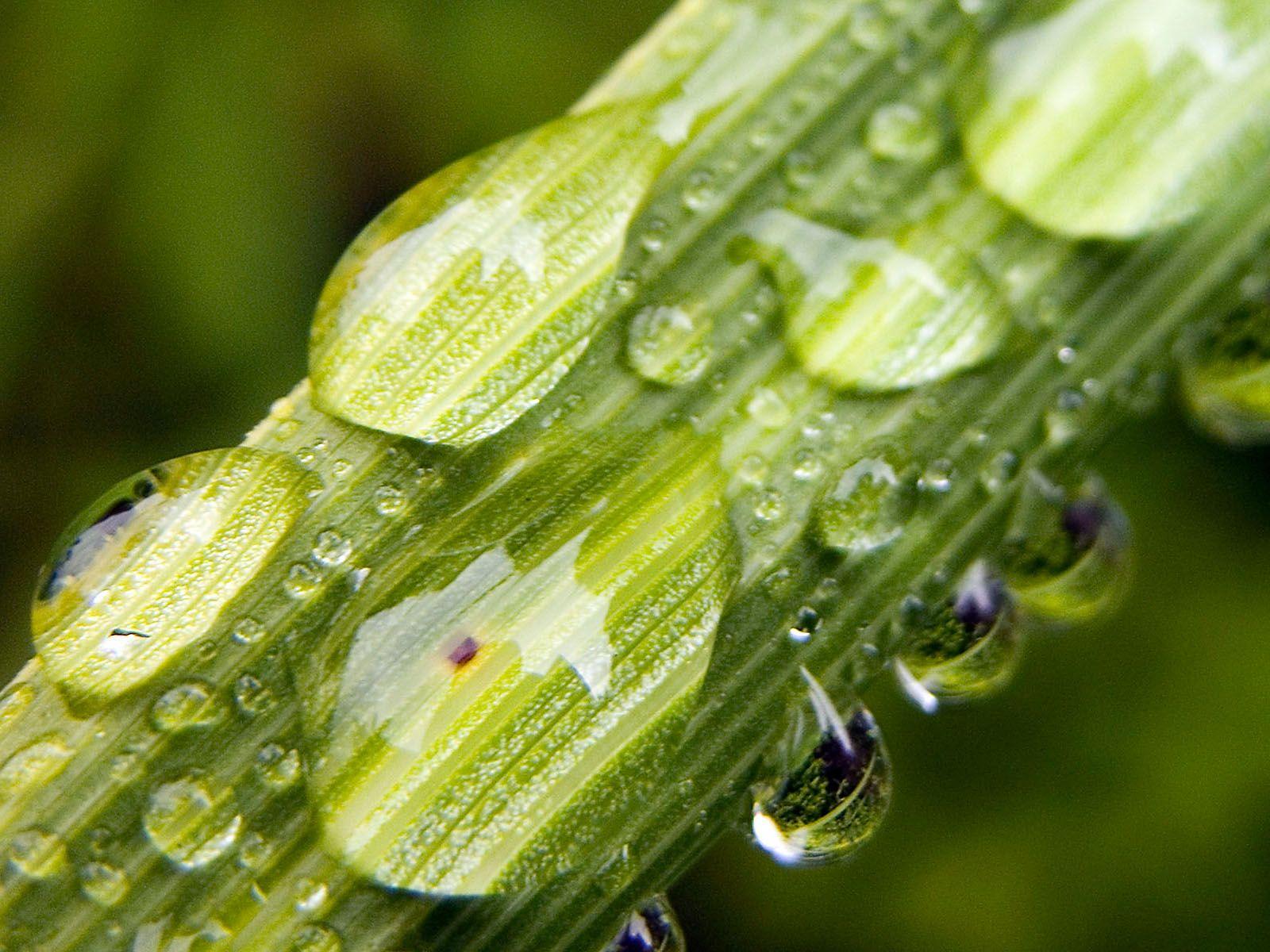 1600x1200 Bubbles on a straw wallpaper. Bubbles on a straw