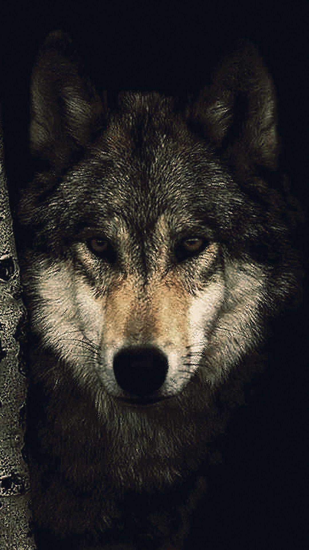 8K Ultra HD Wolf Wallpapers - Top Free 8K Ultra HD Wolf Backgrounds