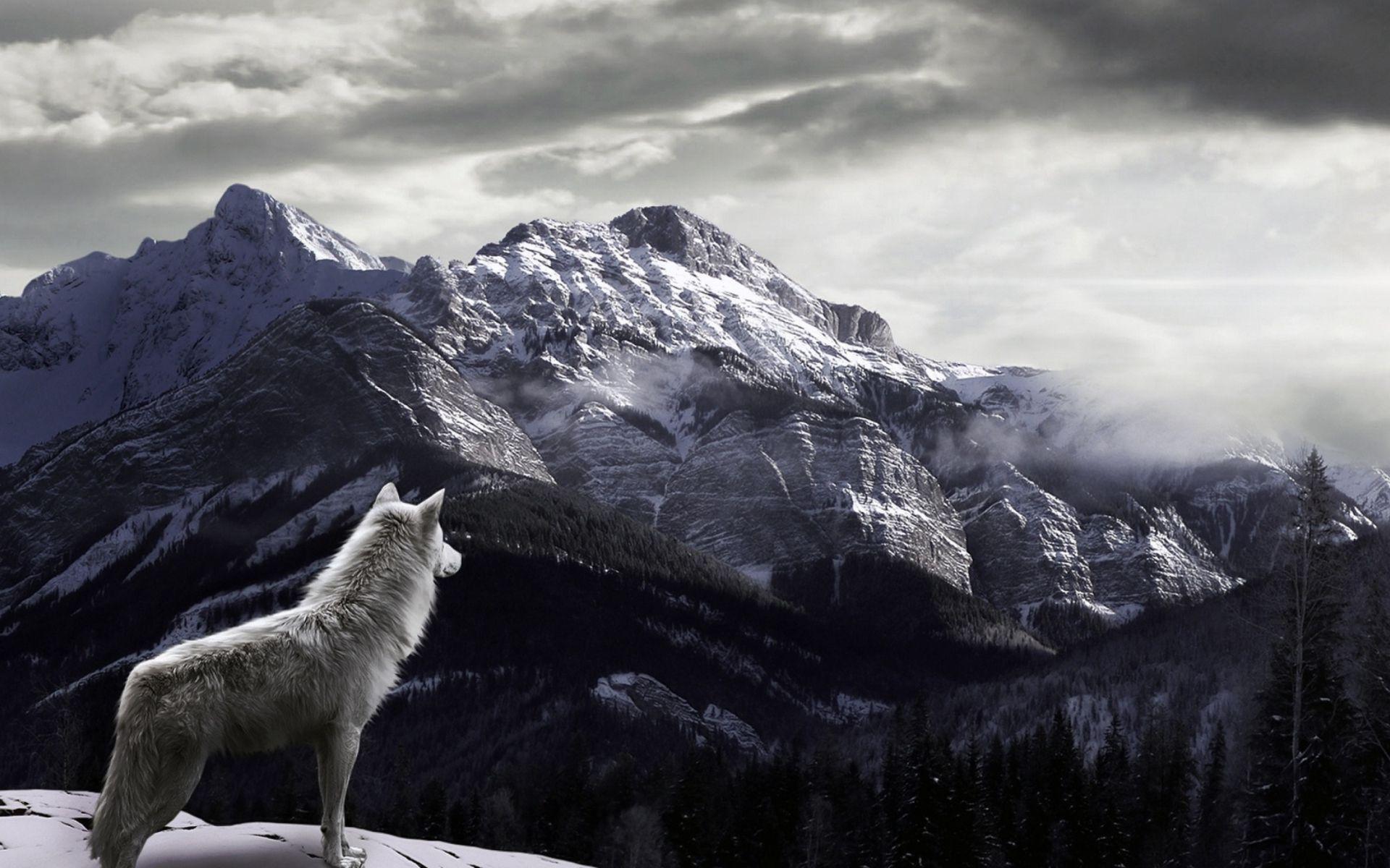 8K Ultra HD Wolf Wallpapers - Top Free 8K Ultra HD Wolf Backgrounds ...