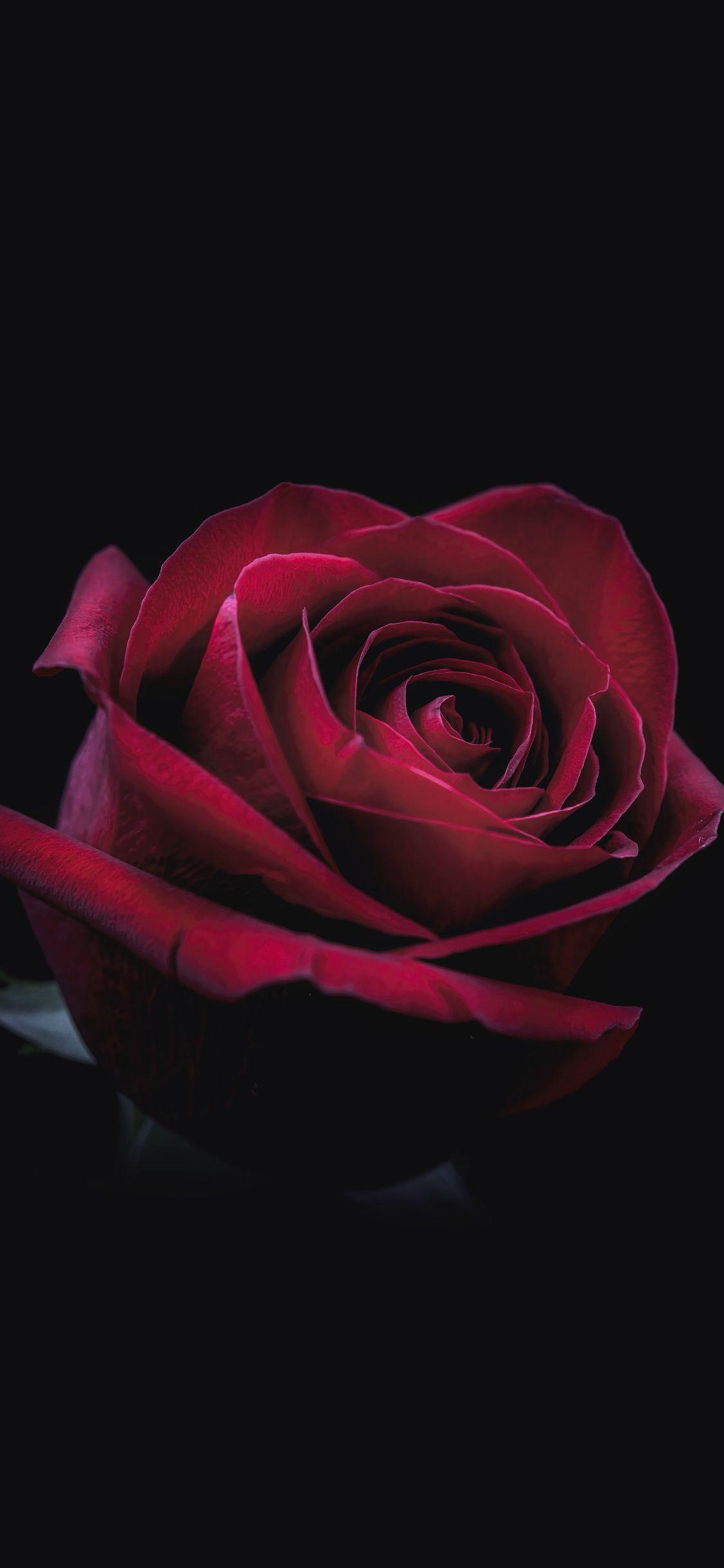 1125x2436 Rose Oled 8k iPhone XS, iPhone iPhone X HD 4k Wallpaper, Image, Background, Photo and Picture