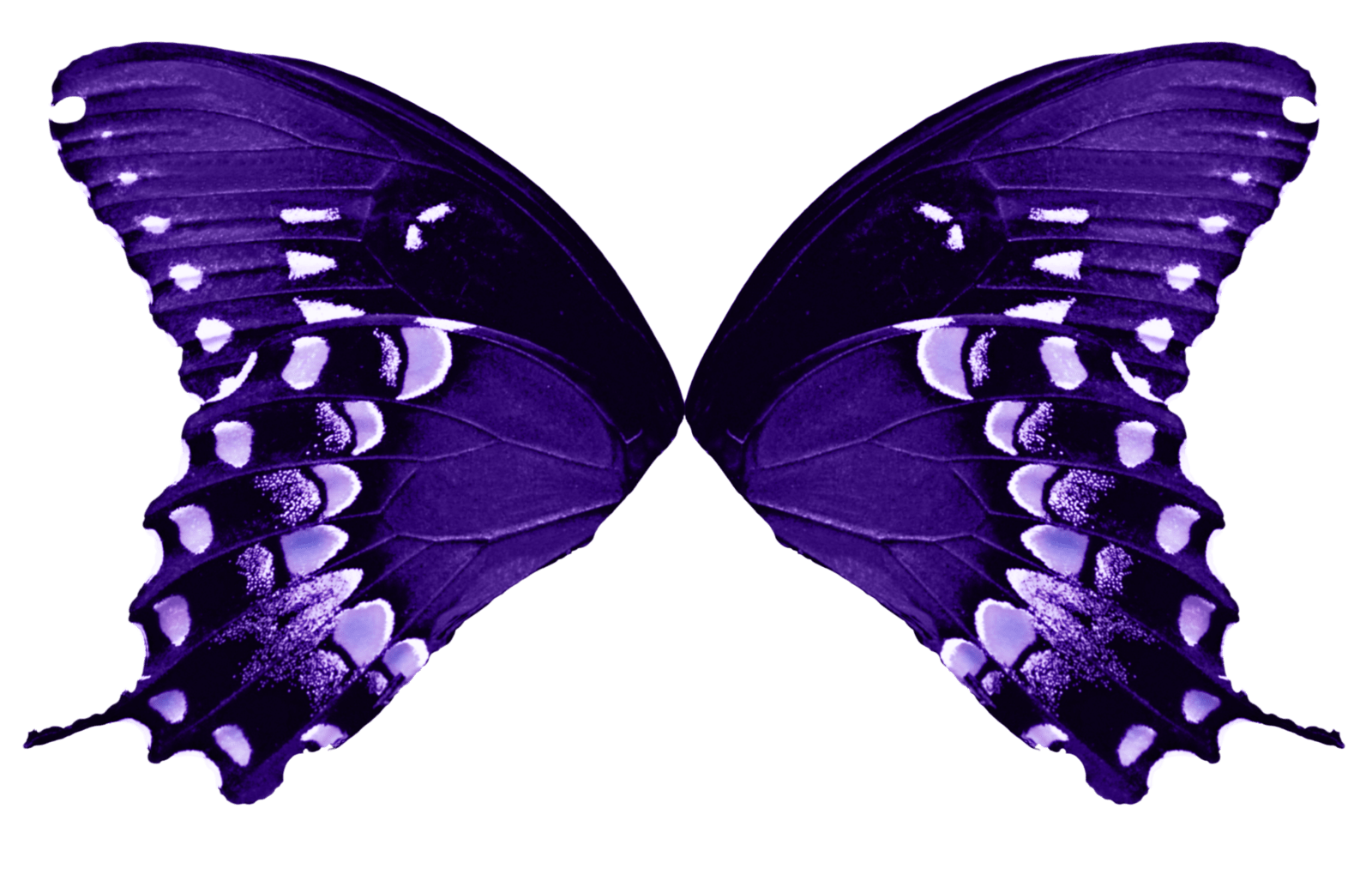 1600x1013 Butterfly Wings Purple. Butterfly wings, Purple butterfly wings, Blue fairy wings