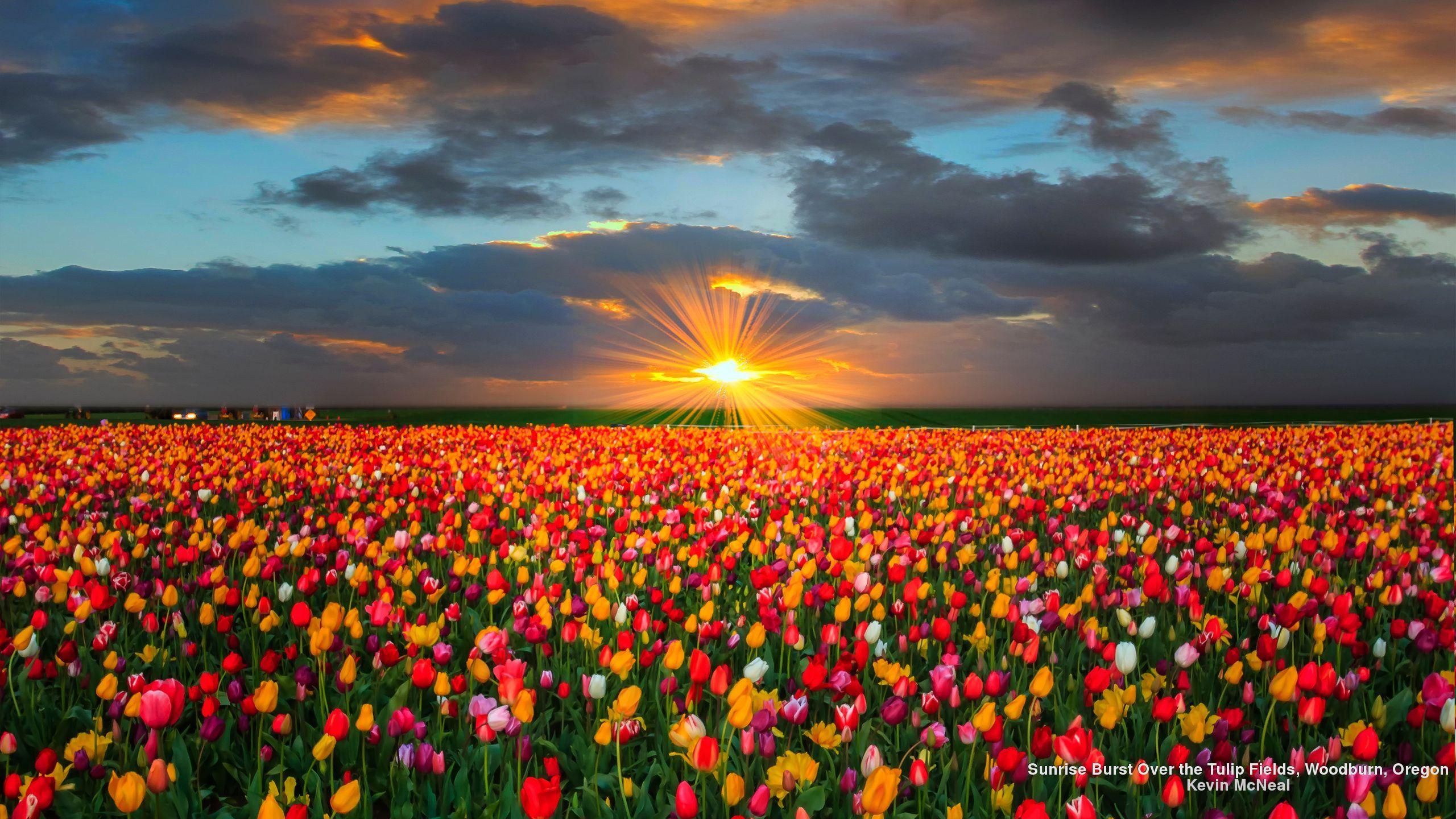 2560x1440 Sunrise Burst Over the Tulip Fields, Woodburn, Oregon. Field wallpaper, Tulip fields, Nature