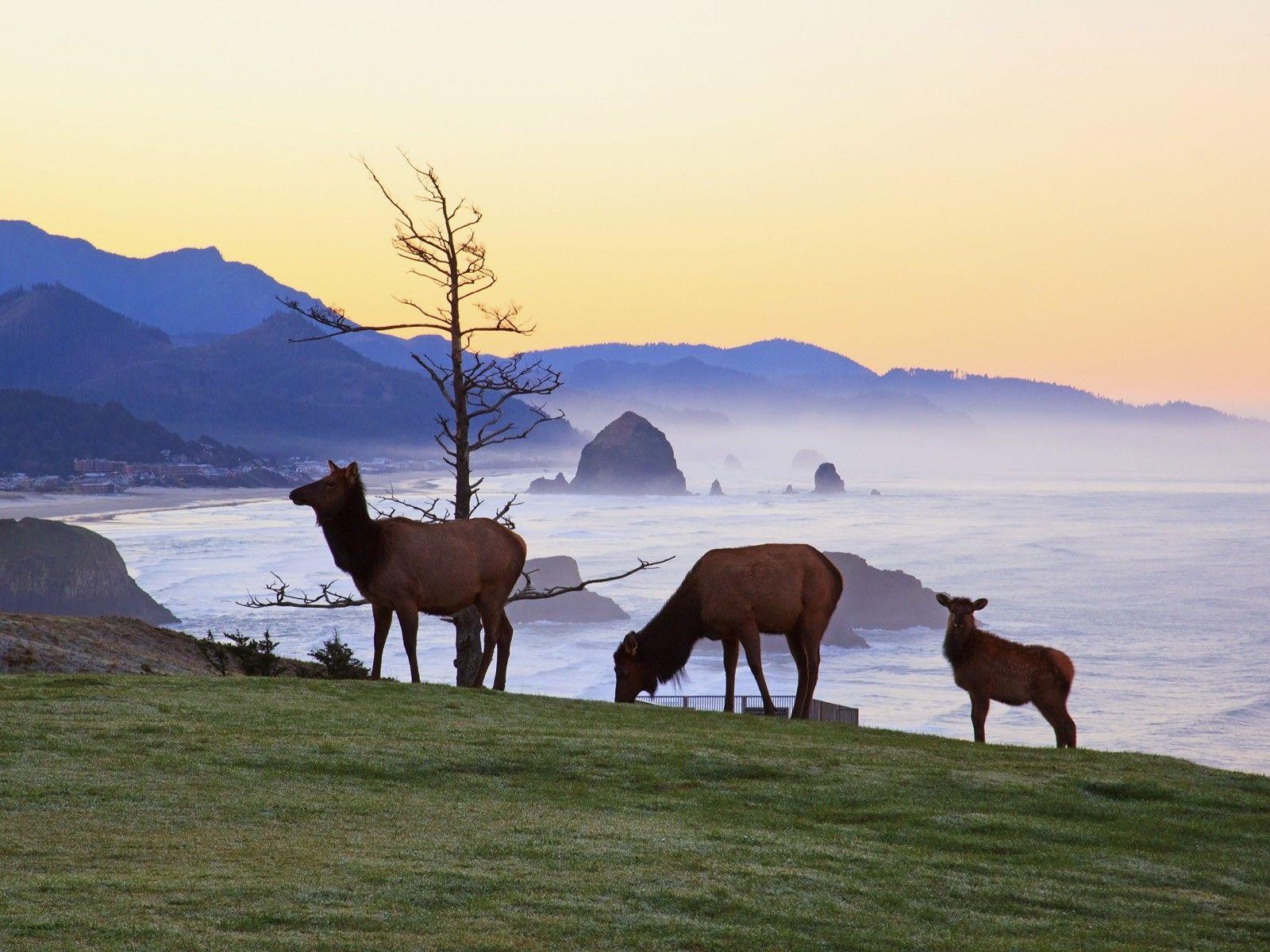 1600x1200 Download Wallpaper, Download 1600x1200 sunrise animals rock oregon elk park state 1600x1200 wallpaper Animals HD Wallpaper, Hi Res Animals Wallpaper, High Definition Wallpaper