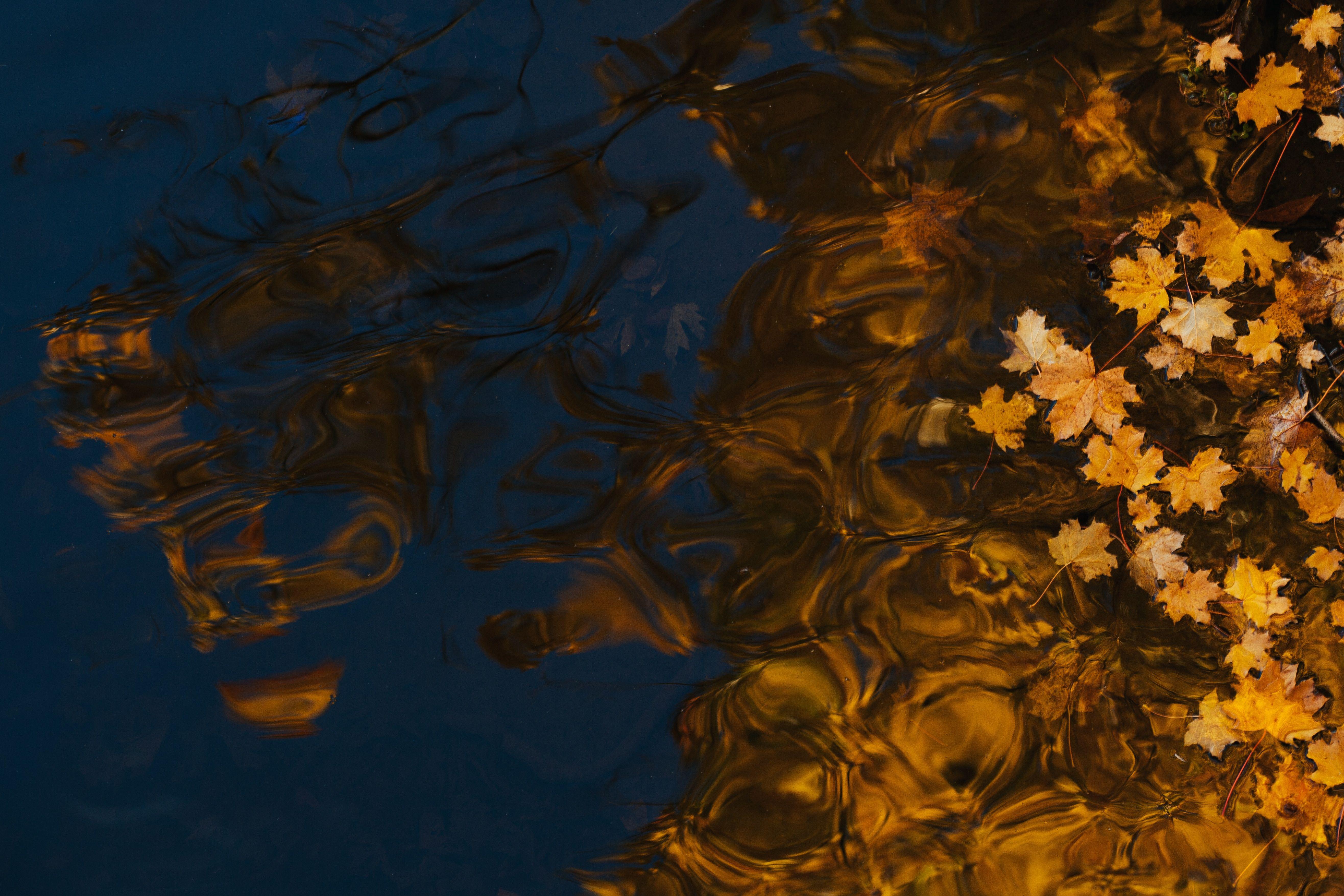 Попав в листья вода с поверхности. Листья на воде. Гладь воды. Листья под водой. Осенние листья на воде.