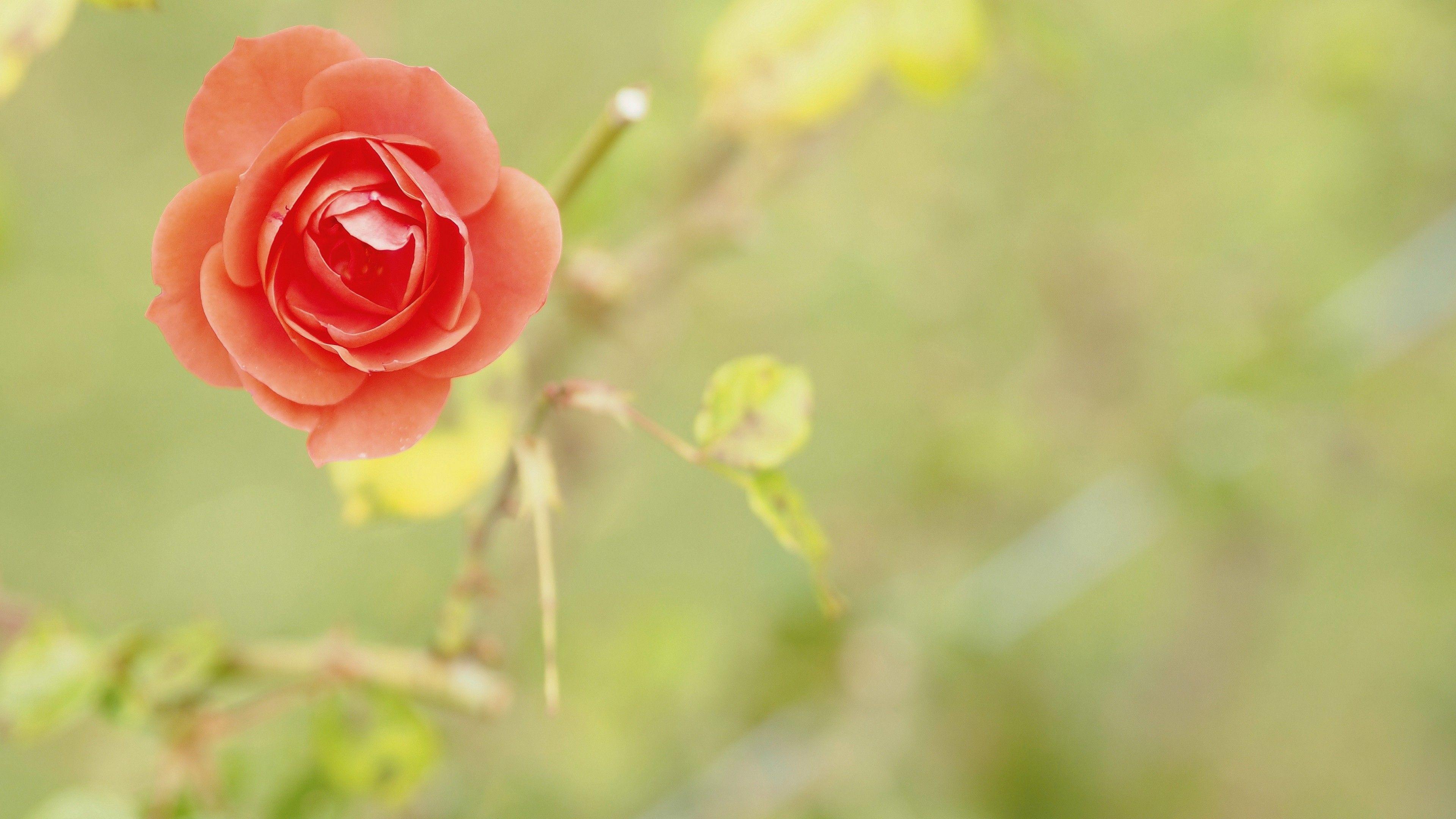 3840x2160 Wallpaper Peach Rose, Macro, 4K, Flowers,. Wallpaper for iPhone, Android, Mobile and Desktop