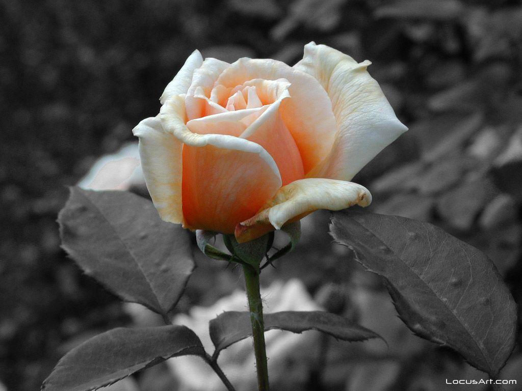 1024x768 Wedding Flowers. Flower for Respect: June 2011