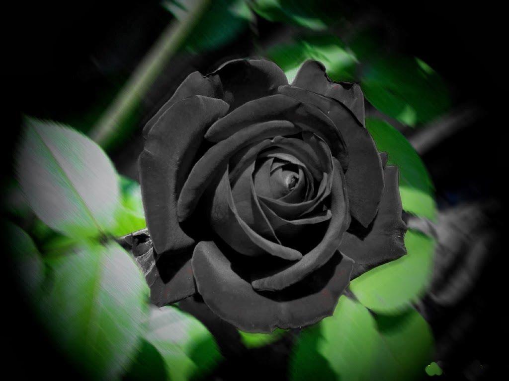 1024x768 Puspa Wallpaper: Black Roses Wallpaper