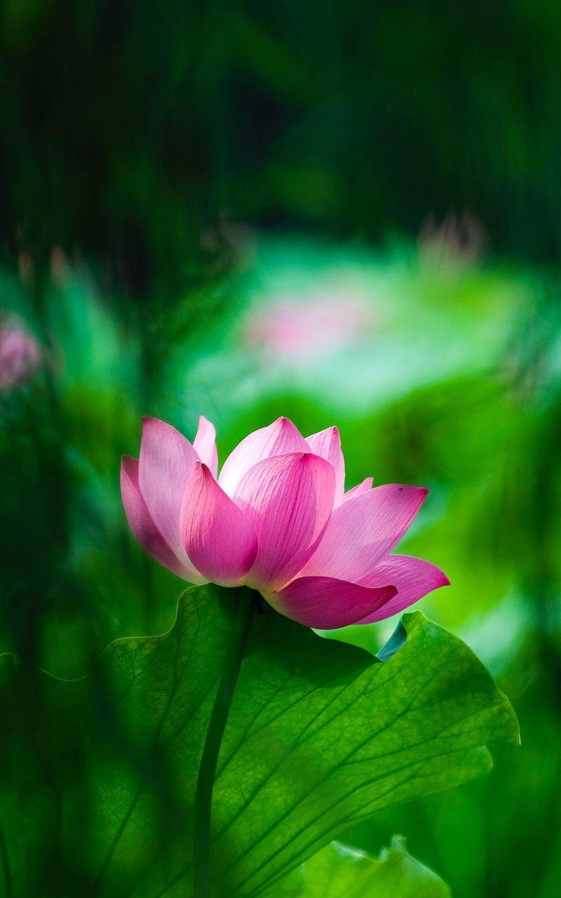 800x1280 Lotus Macro 4k Nexus Samsung Galaxy Tab Note Android Tablets HD 4k Wallpaper, Image, Background, Photo and Picture