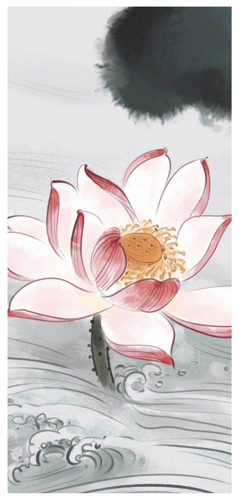 808x1692 Lotus Cell Phone Wallpaper Background Image Free Download 400339887