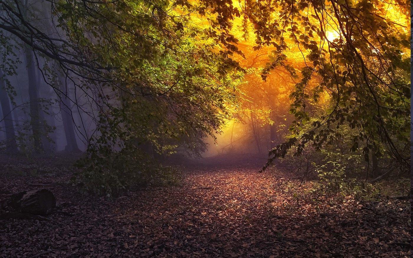 1400x875 nature, Landscape, Forest, Mist, Sunrise, Leaves, Fall, Trees, Atmosphere, Path, Fairy Tale Wallpaper HD / Desktop and Mobile Background