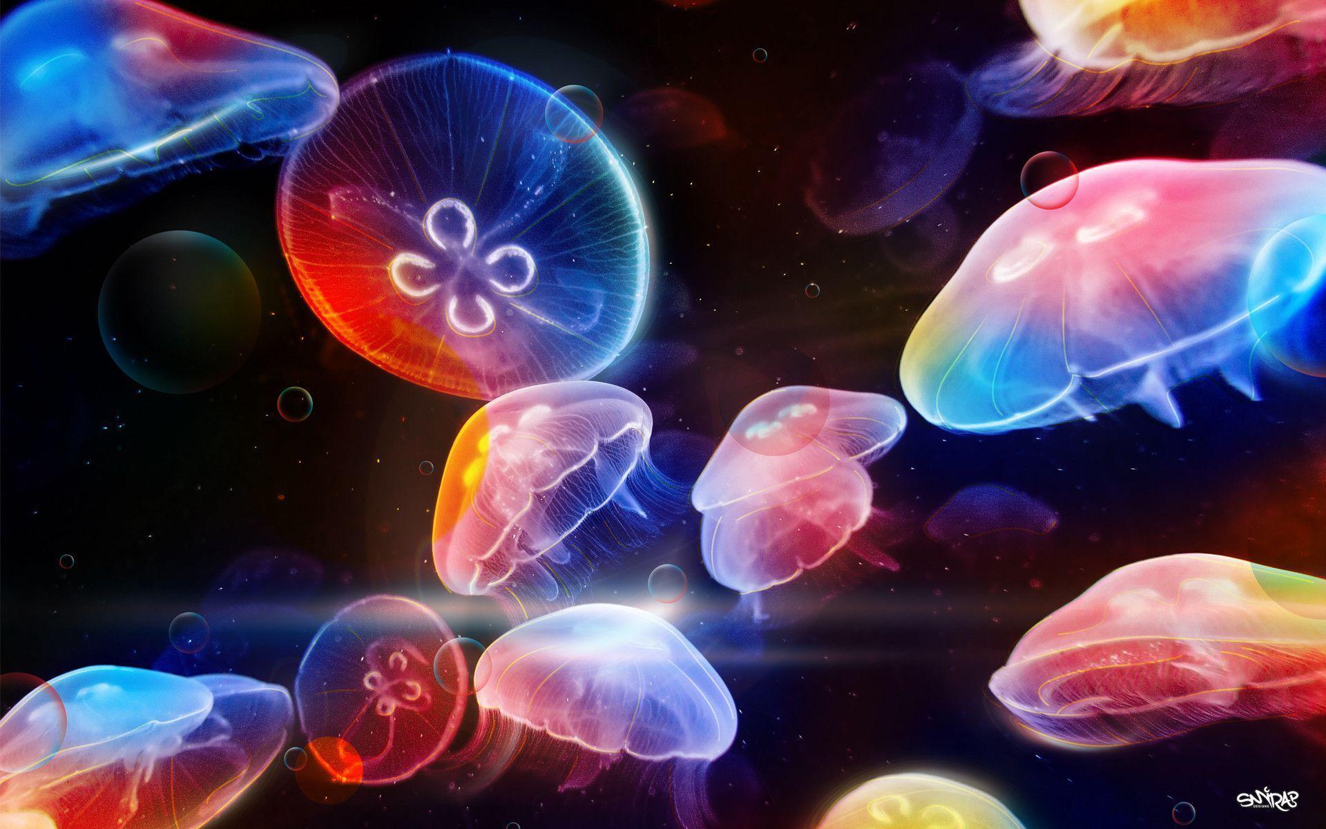 1920x1200 Jellyfish Wallpaper